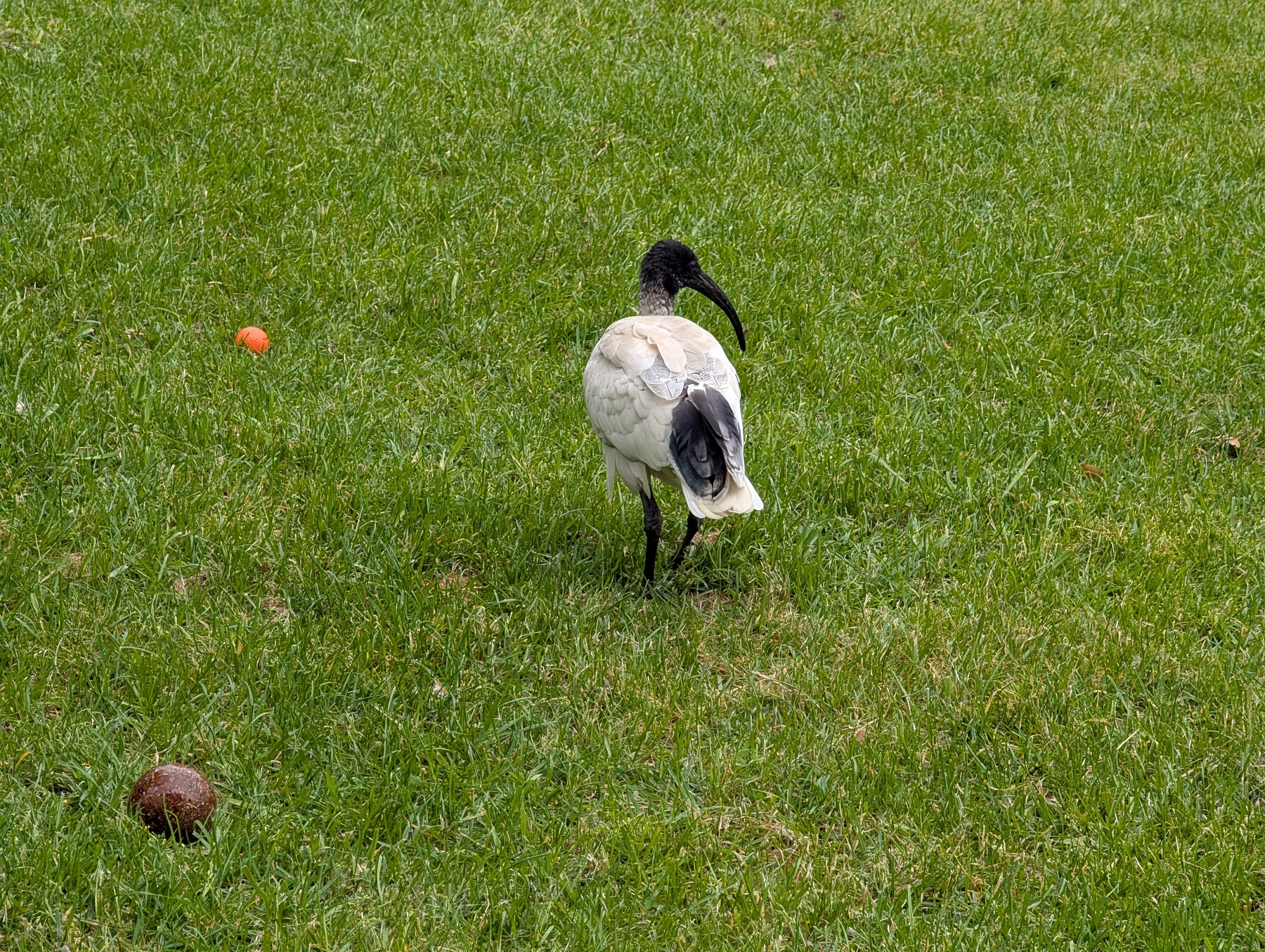 A white ibis, a bird with a long, curved beak stands on grass near two balls.