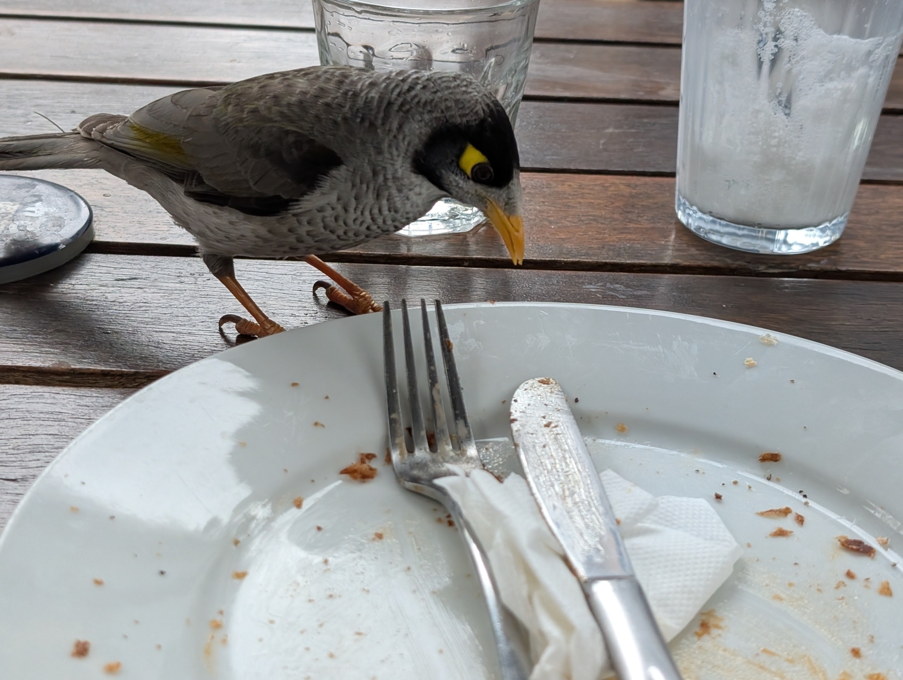 A bird is pecking at leftover crumbs on a white plate with a fork and knife on a wooden table.