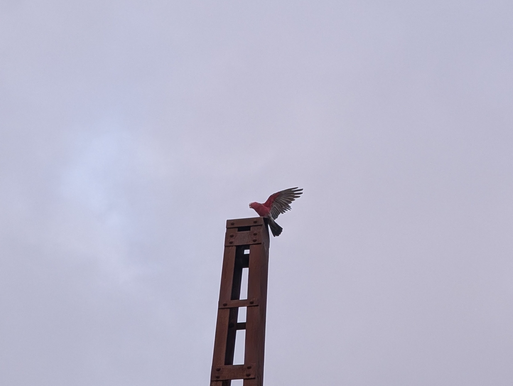 A bird with outstretched wings is perched atop a tall wooden structure against a cloudy sky.