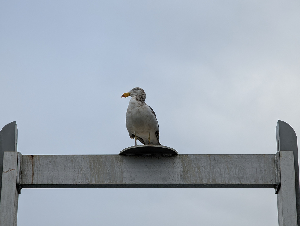 A seagull is perched on a metal beam against a cloudy sky.