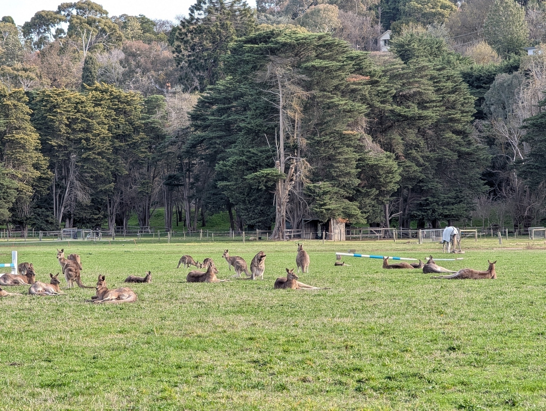 Auto-generated description: A group of kangaroos is lounging and grazing on a grassy field with a backdrop of trees.