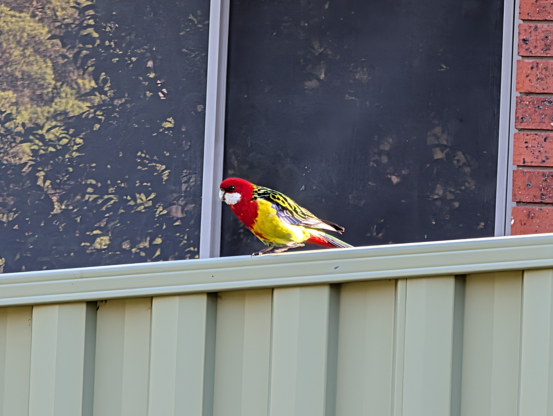 A colorful parrot is perched on a fence in front of a brick wall and window.