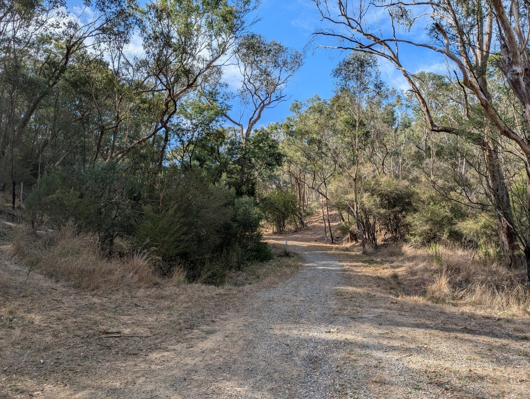 A dirt path winds through a dry, wooded area with tall trees and sparse undergrowth under a clear blue sky.