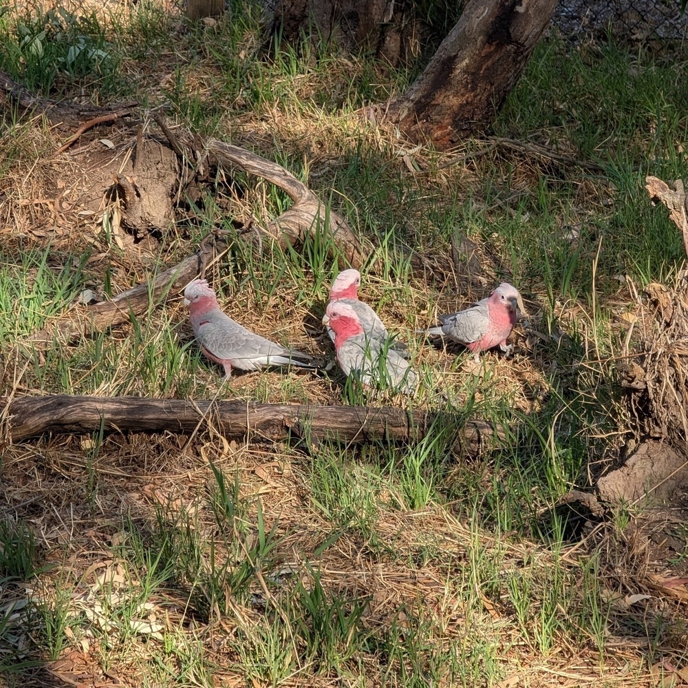 Four pink and gray birds are standing on the ground among grass and fallen branches.