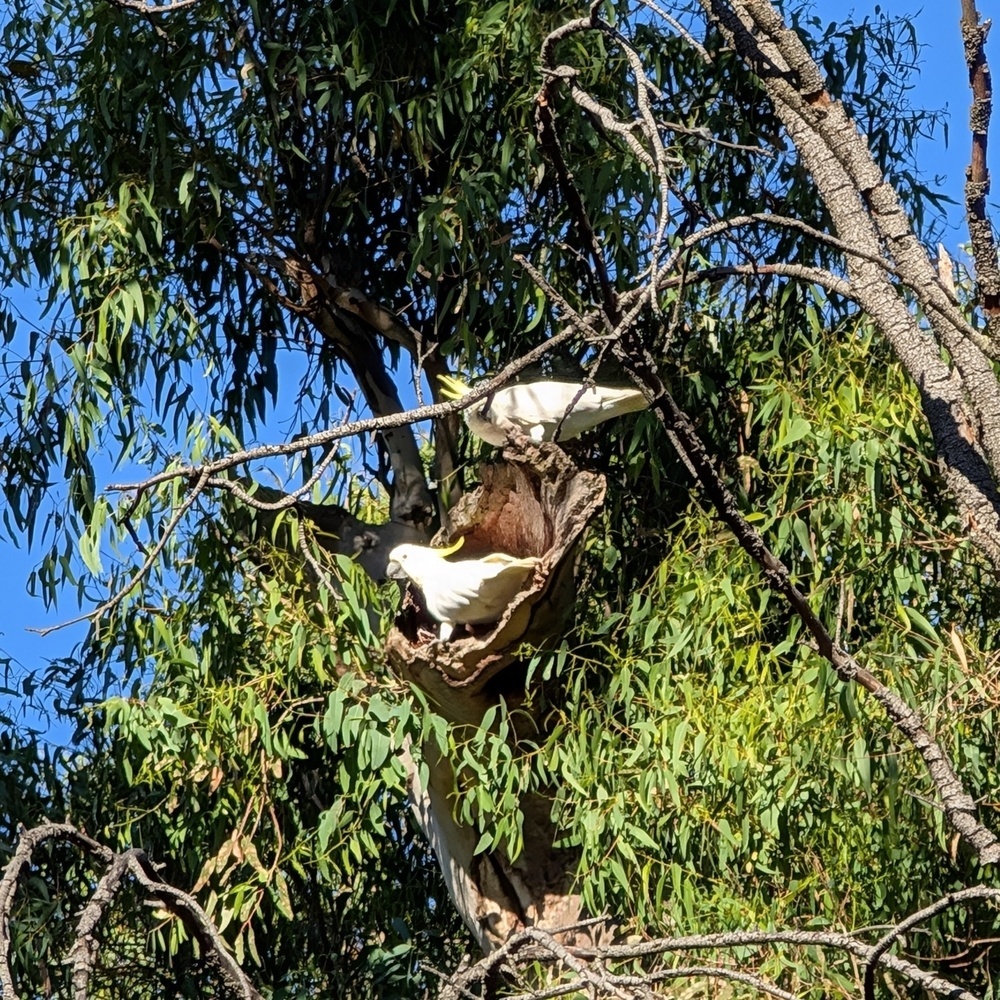 Two white birds are perched on a branch in a tree filled with green leaves.