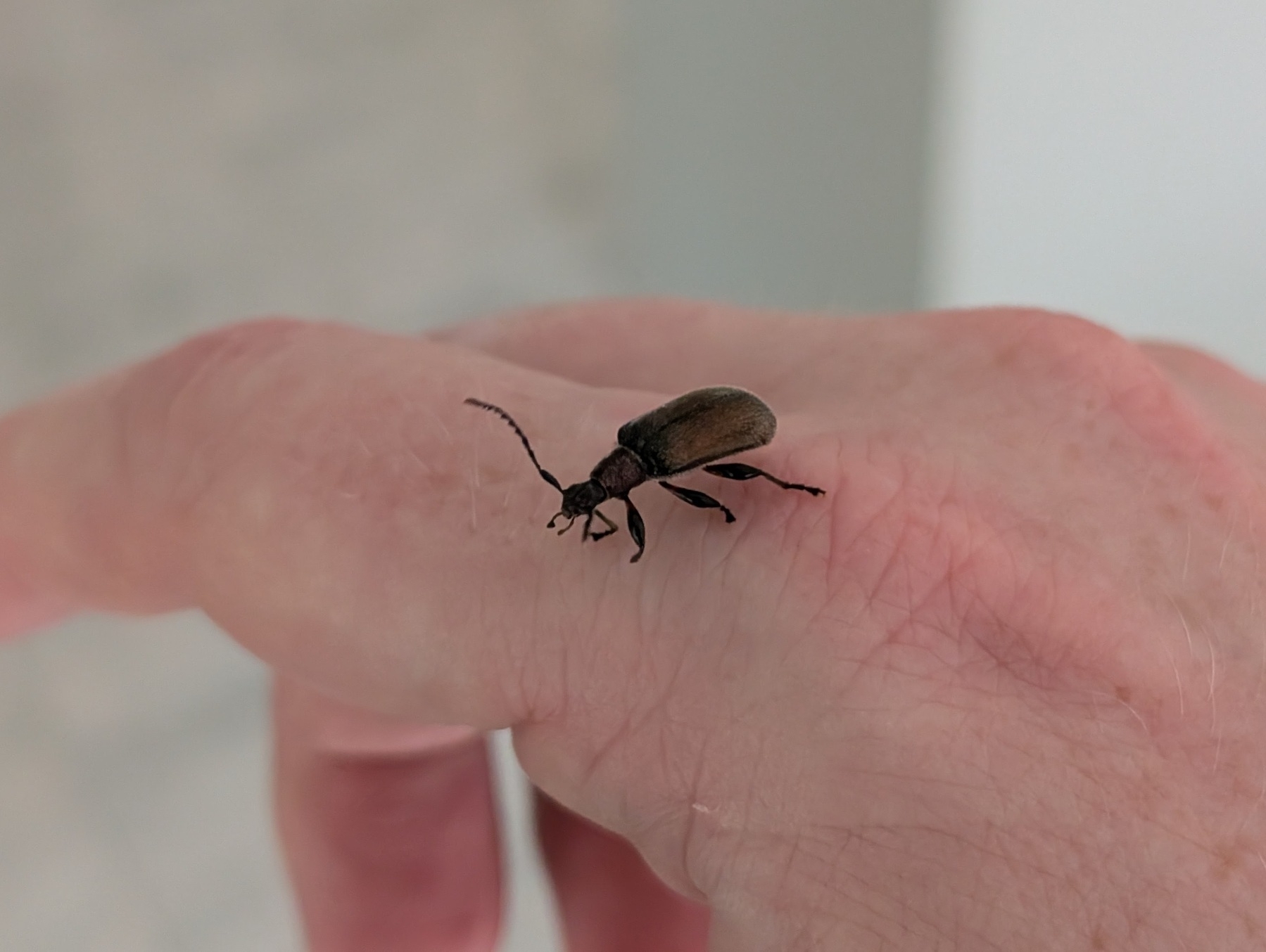 Auto-generated description: A beetle is walking on a person's finger.