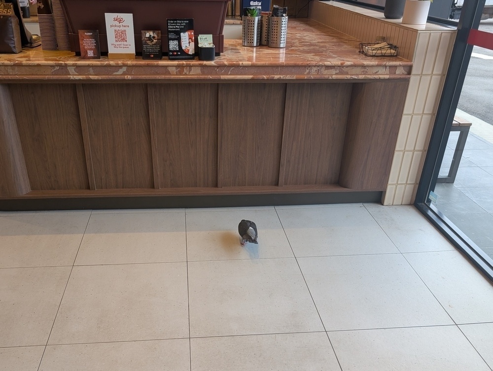 A bird is walking on the floor inside a coffee shop near the entrance and counter.