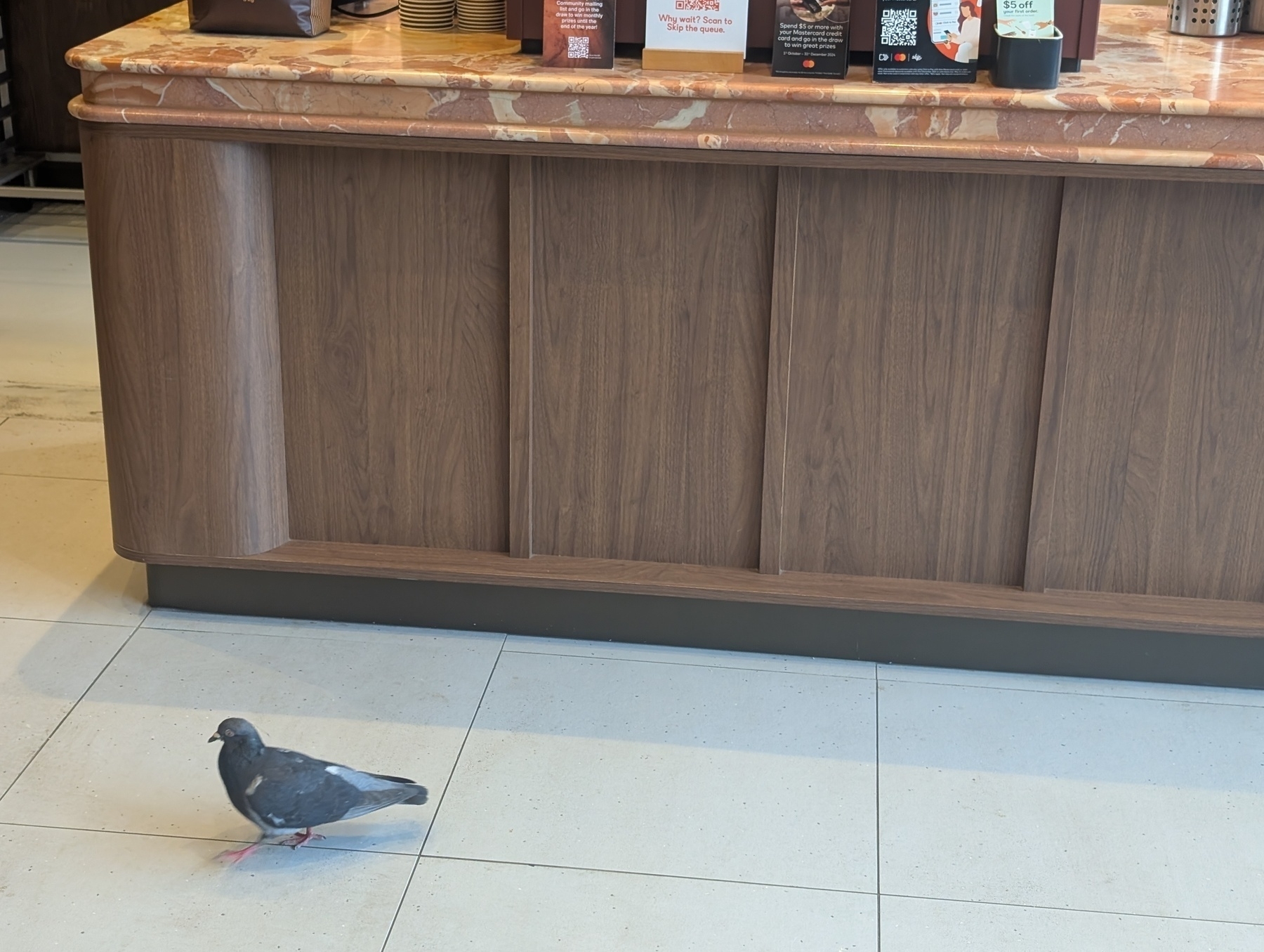 Auto-generated description: A pigeon stands on the floor in front of a wooden counter inside a store or cafe.