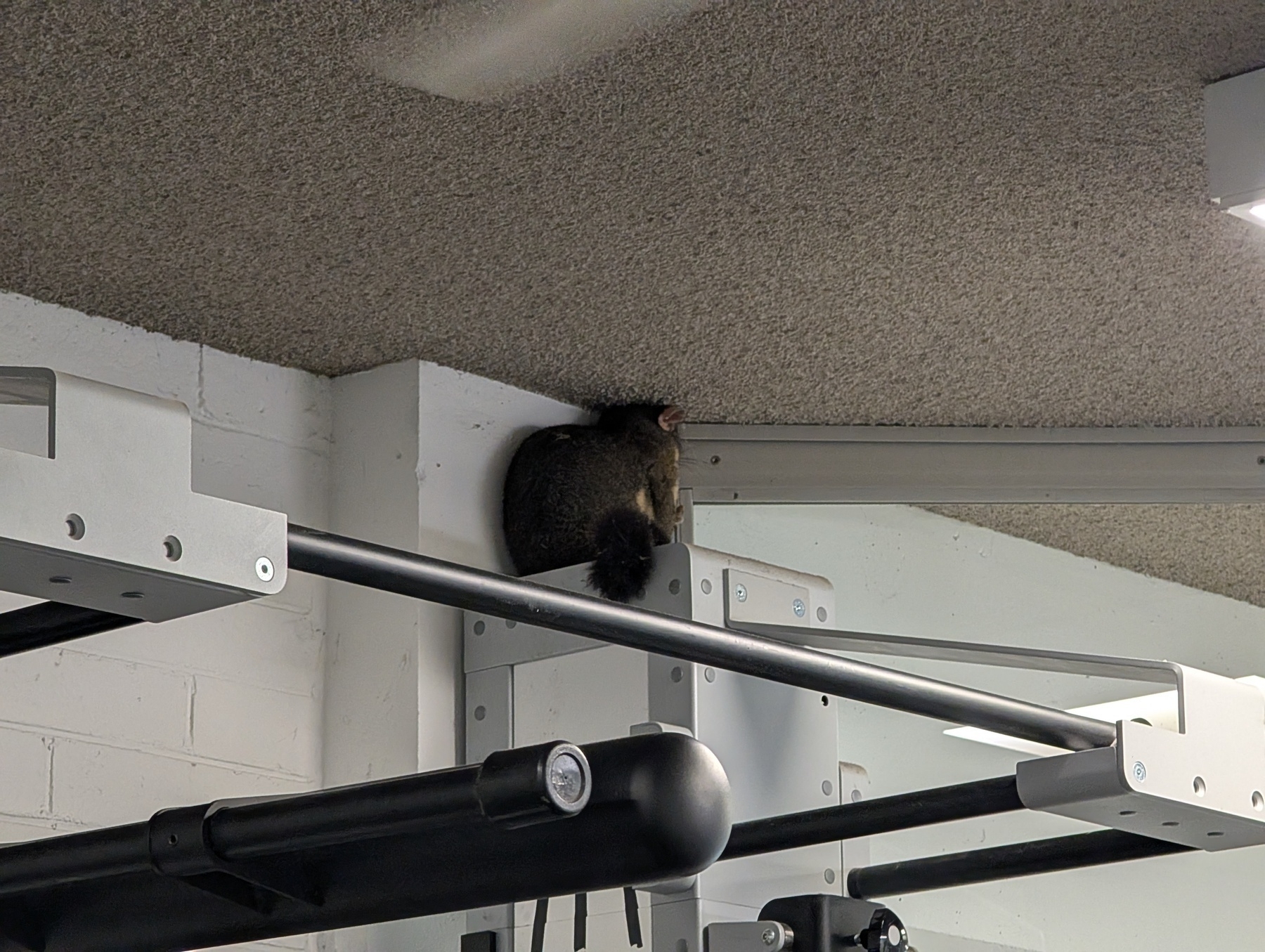 Auto-generated description: A small animal, a possum, is perched on a ledge near the ceiling of a gym.