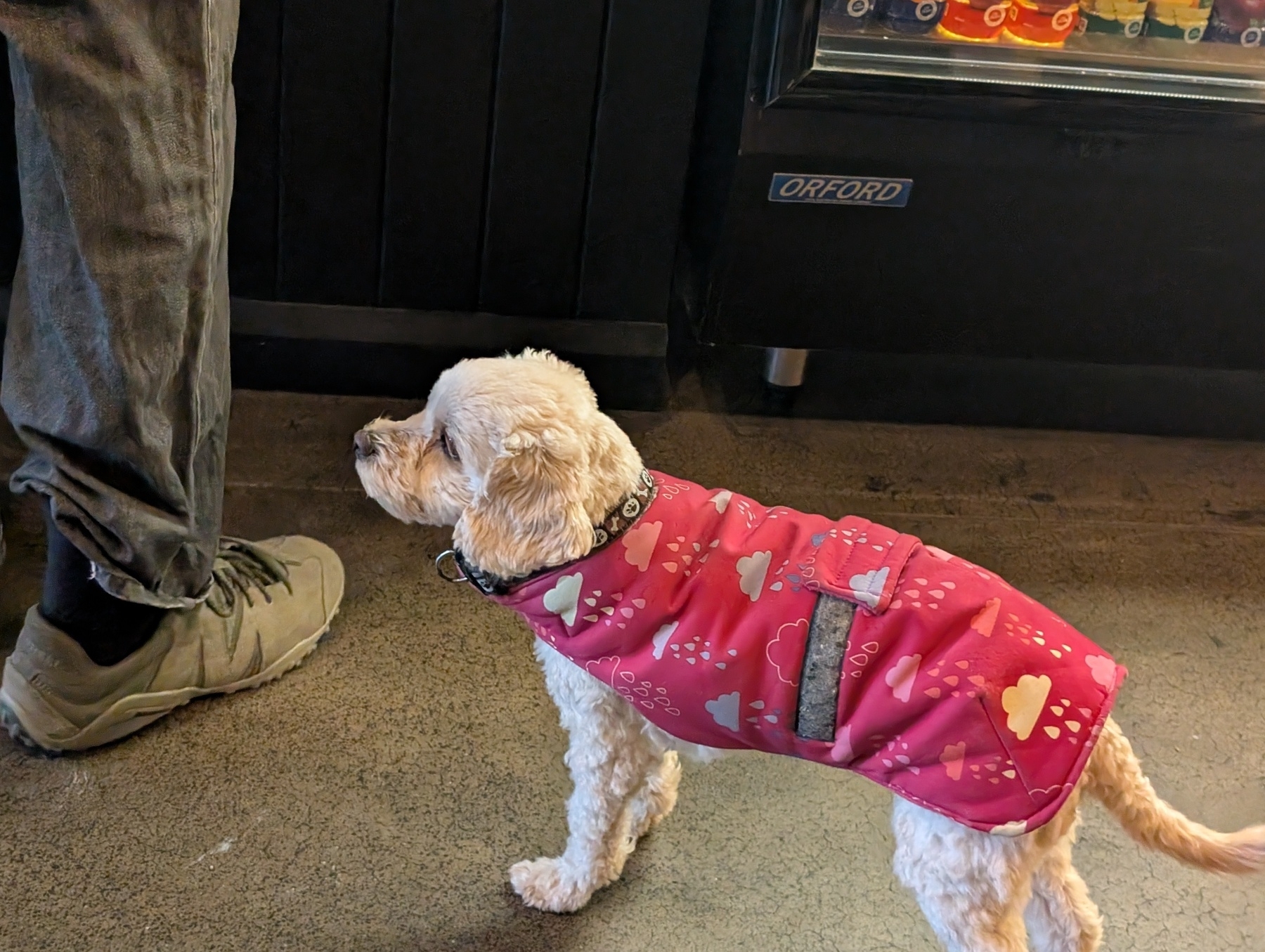 Auto-generated description: A small dog in a pink coat with heart patterns stands beside a person wearing jeans and tan shoes.