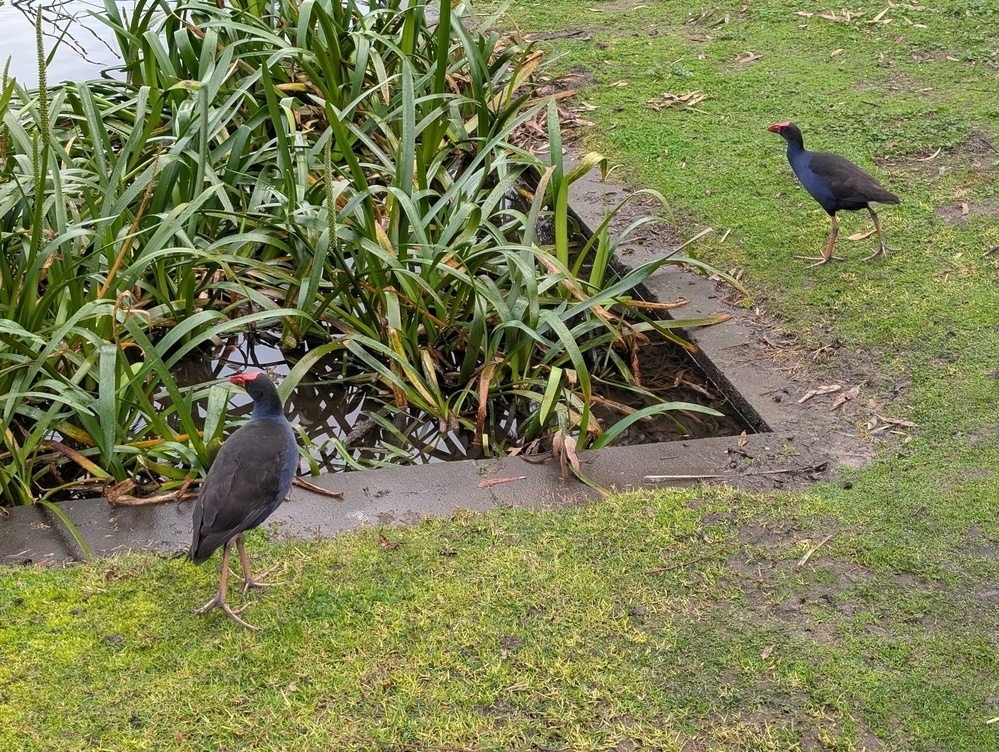 Two purple swamphens stand near a pond surrounded by grass and foliage.