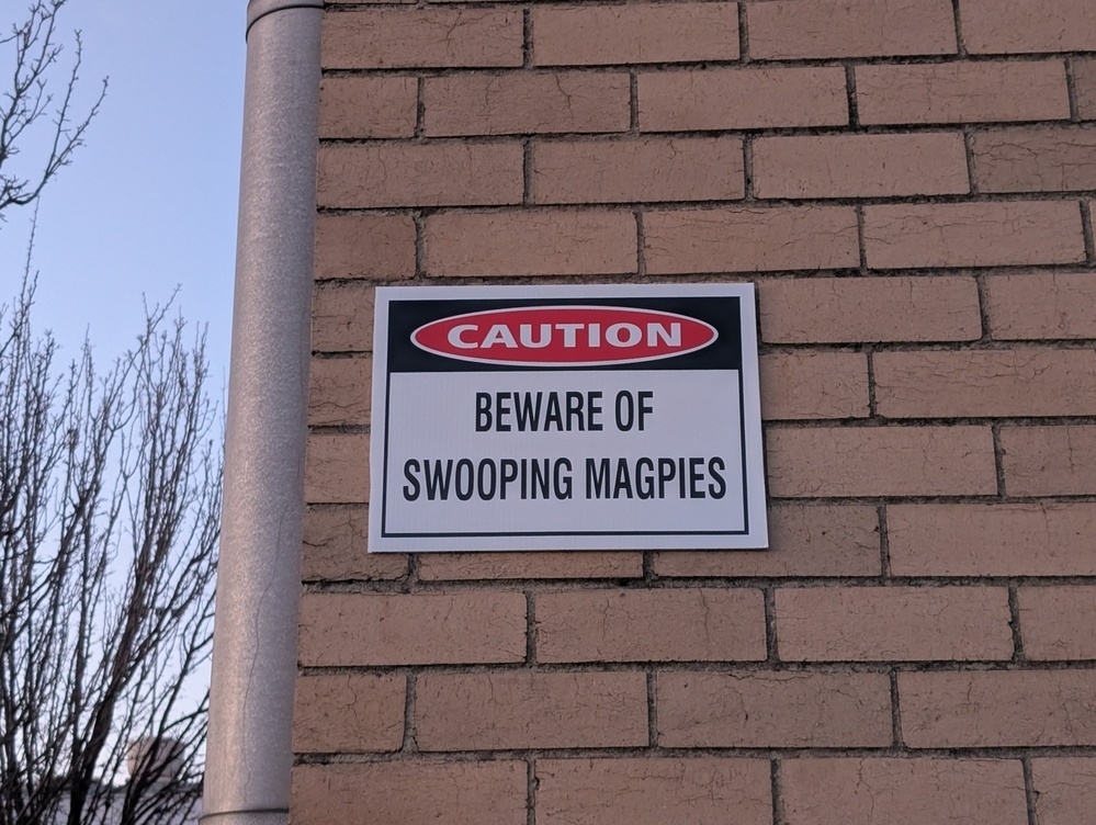 A wall displays a sign warning people to Beware of swooping magpies.