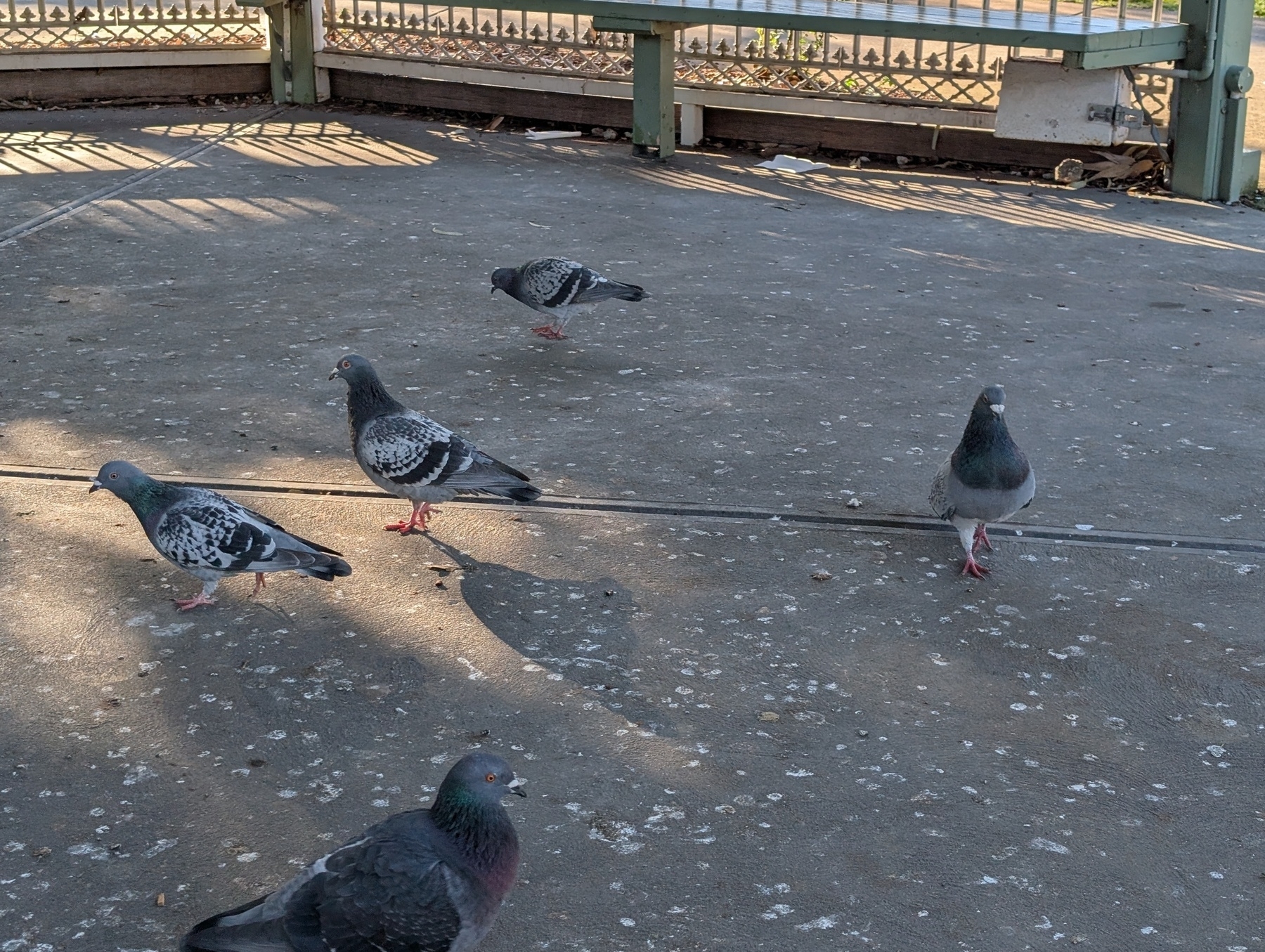 Auto-generated description: Five pigeons are walking on a sunlit concrete surface with a fenced background.