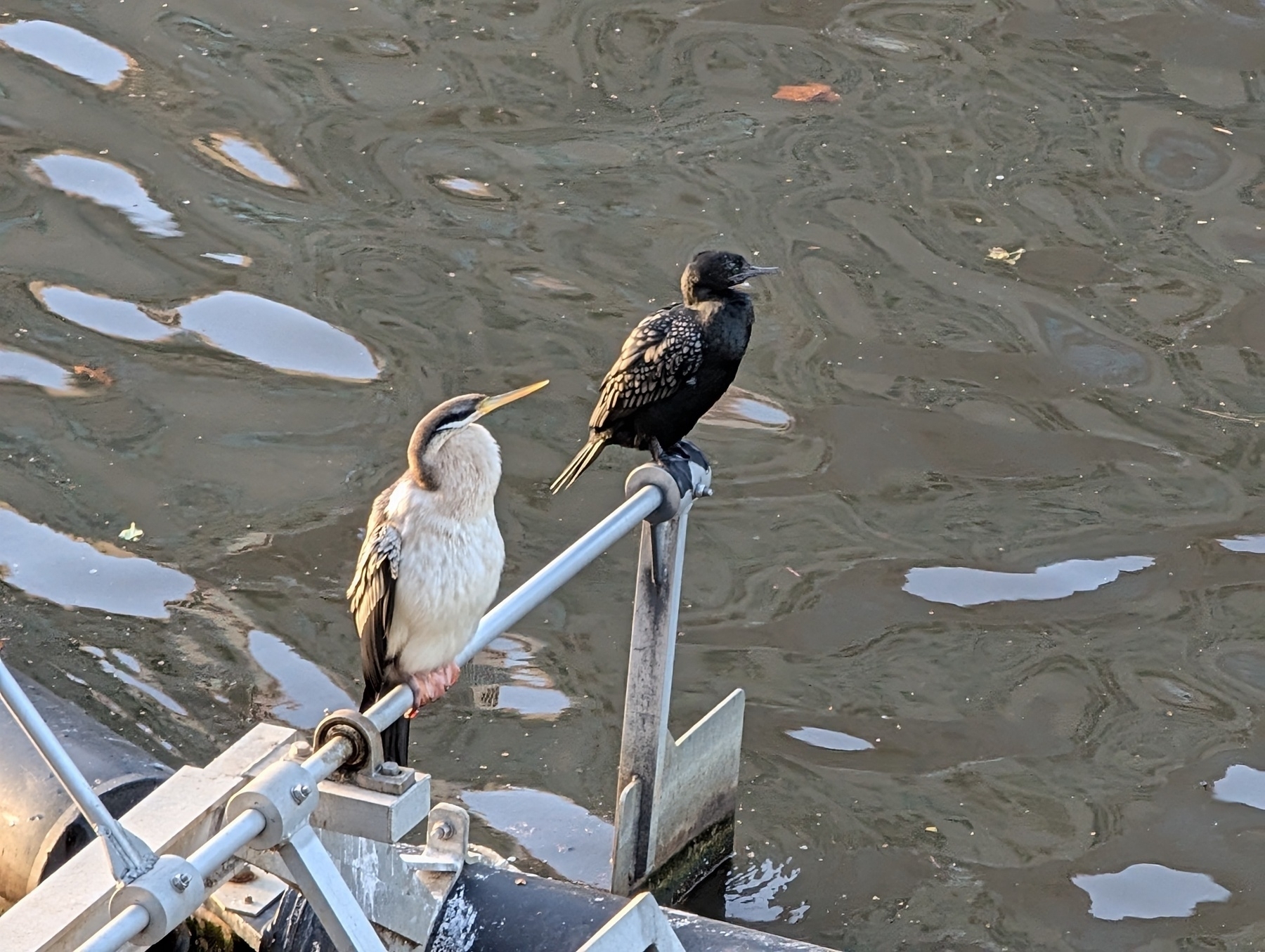 A heron and a starling are perched on a metal railing above a body of water.