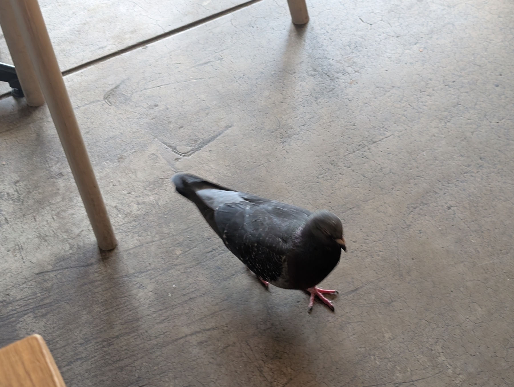 A pigeon is walking on a concrete floor near a wooden chair.