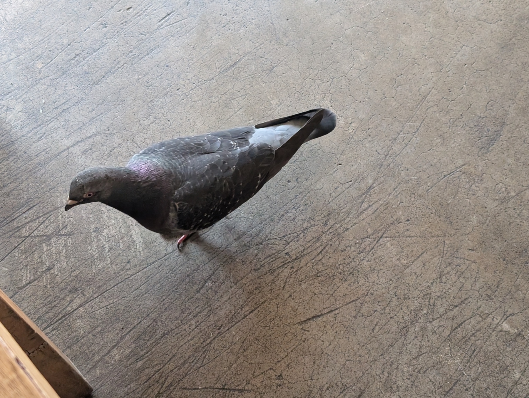 A pigeon is standing on a textured concrete surface.