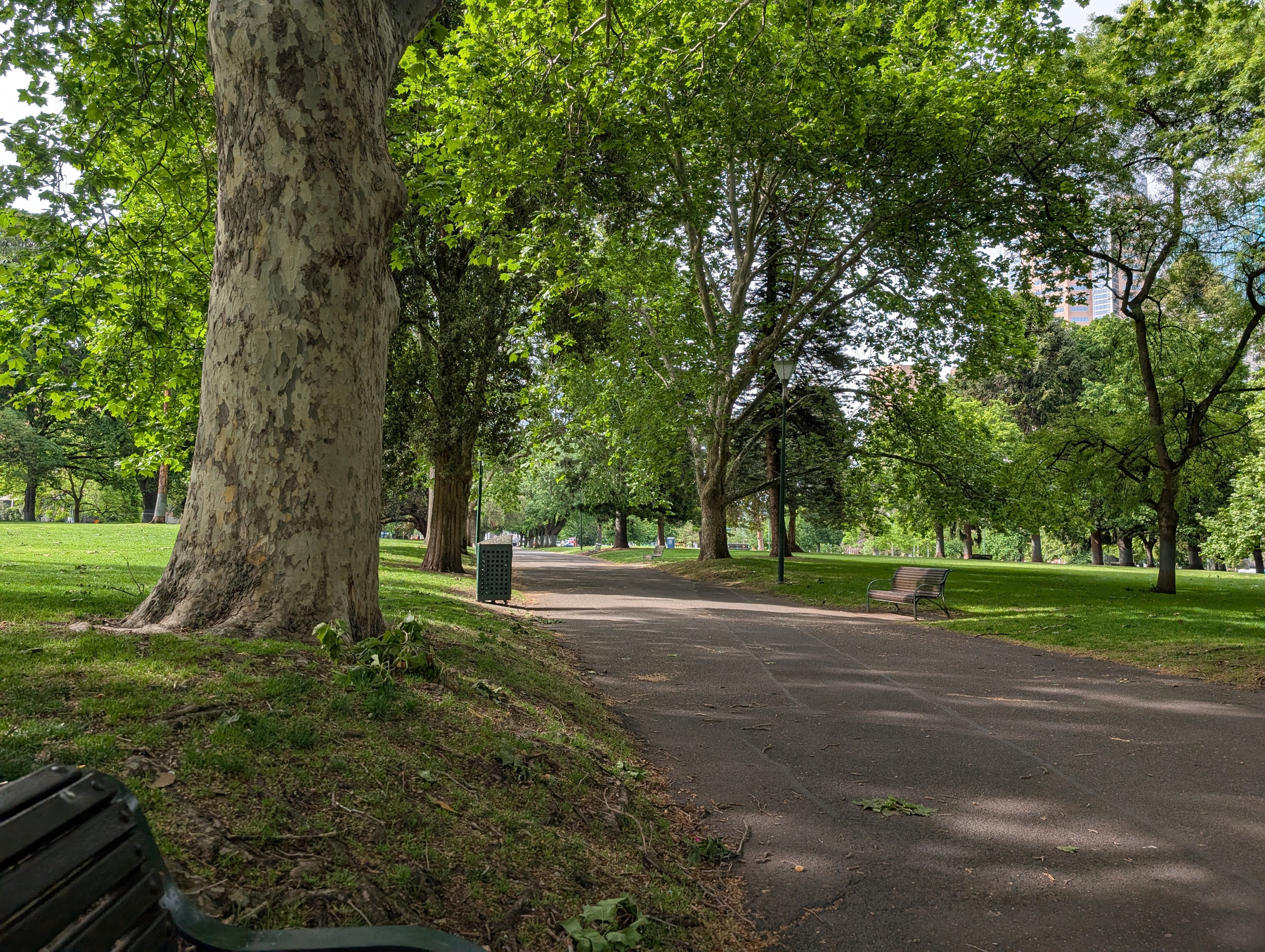 Auto-generated description: A peaceful park scene features a tree-lined pathway with benches and lush green grass.