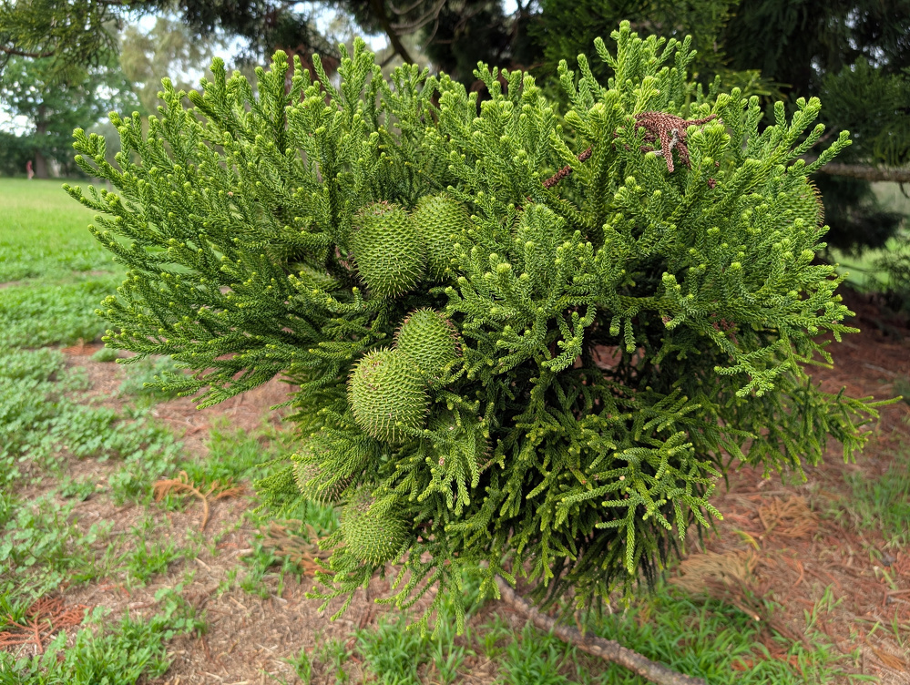 A cluster of green, spiky cones grows on a branch of a tree, surrounded by lush foliage and a grassy area.