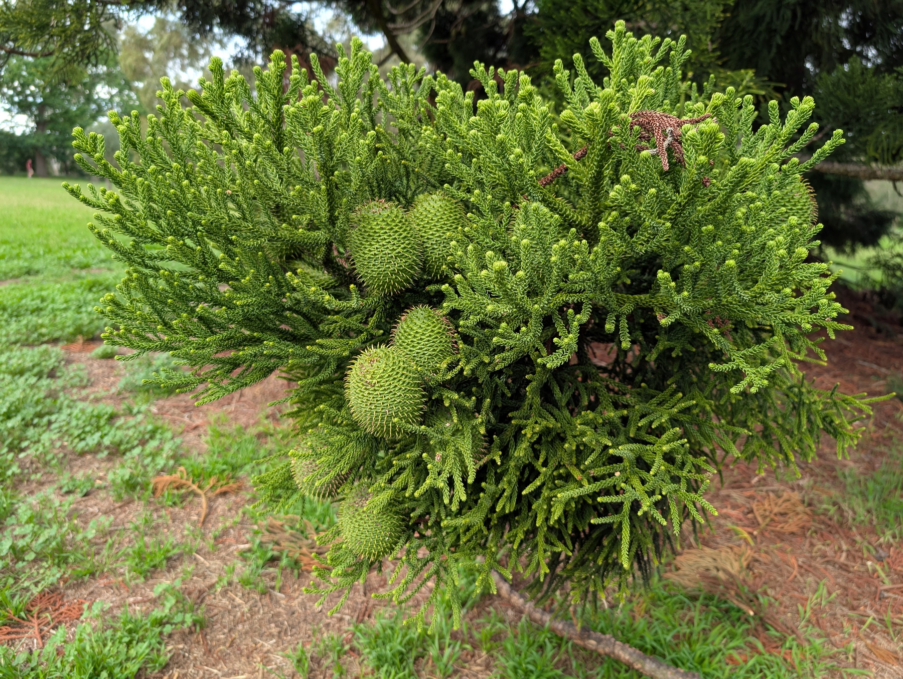 Auto-generated description: A vibrant green pine-like branch with dense, needle-like foliage and several round, spiky cones is growing above a grassy area.