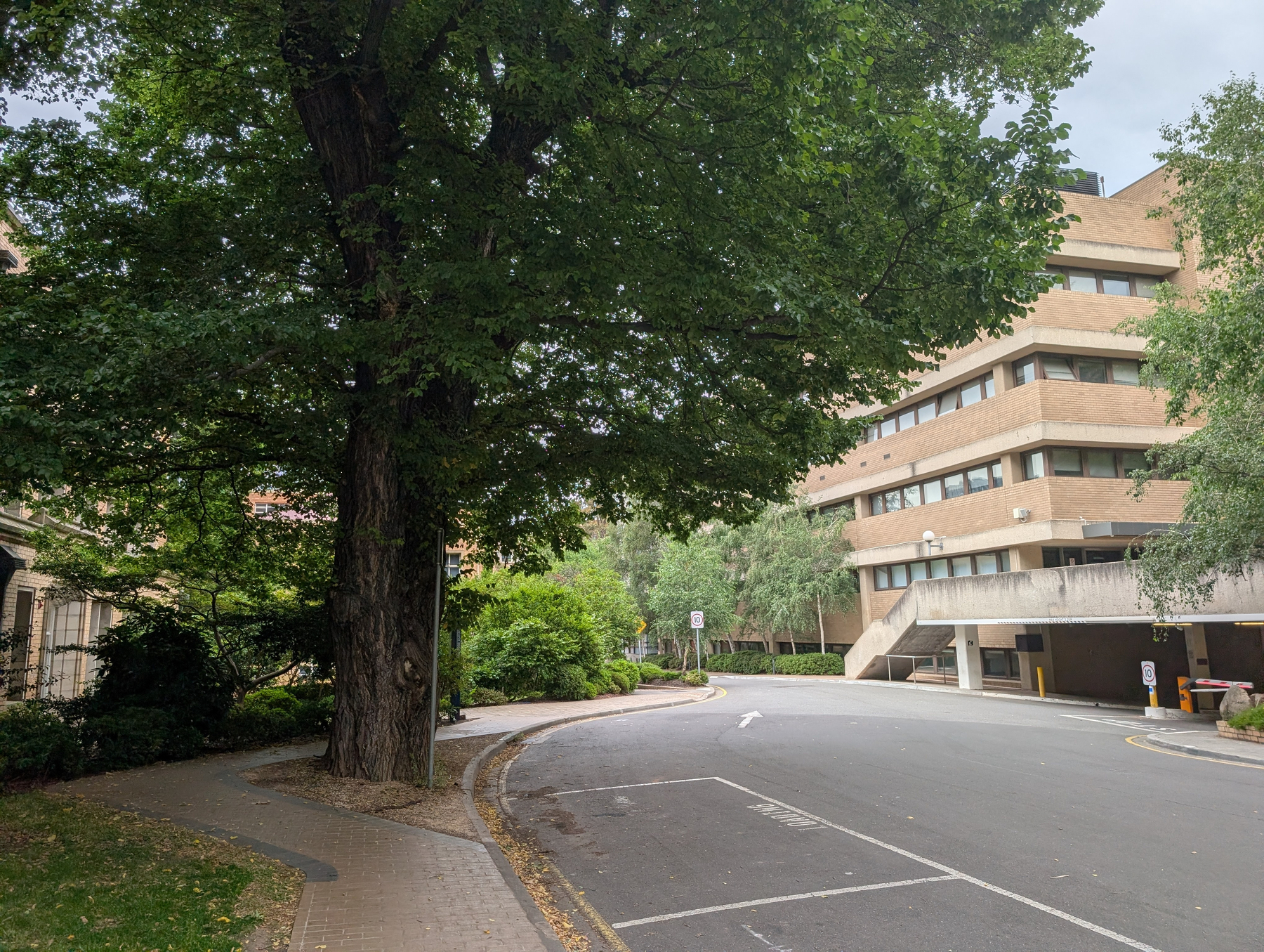 Auto-generated description: A large tree provides shade along a paved pathway beside a multi-story building and a quiet road.