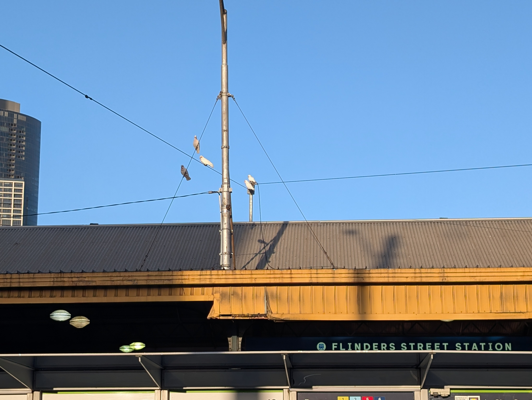 Flinders Street Station with a radio antenna and several white parrots hanging from the wires above it under a clear blue sky.