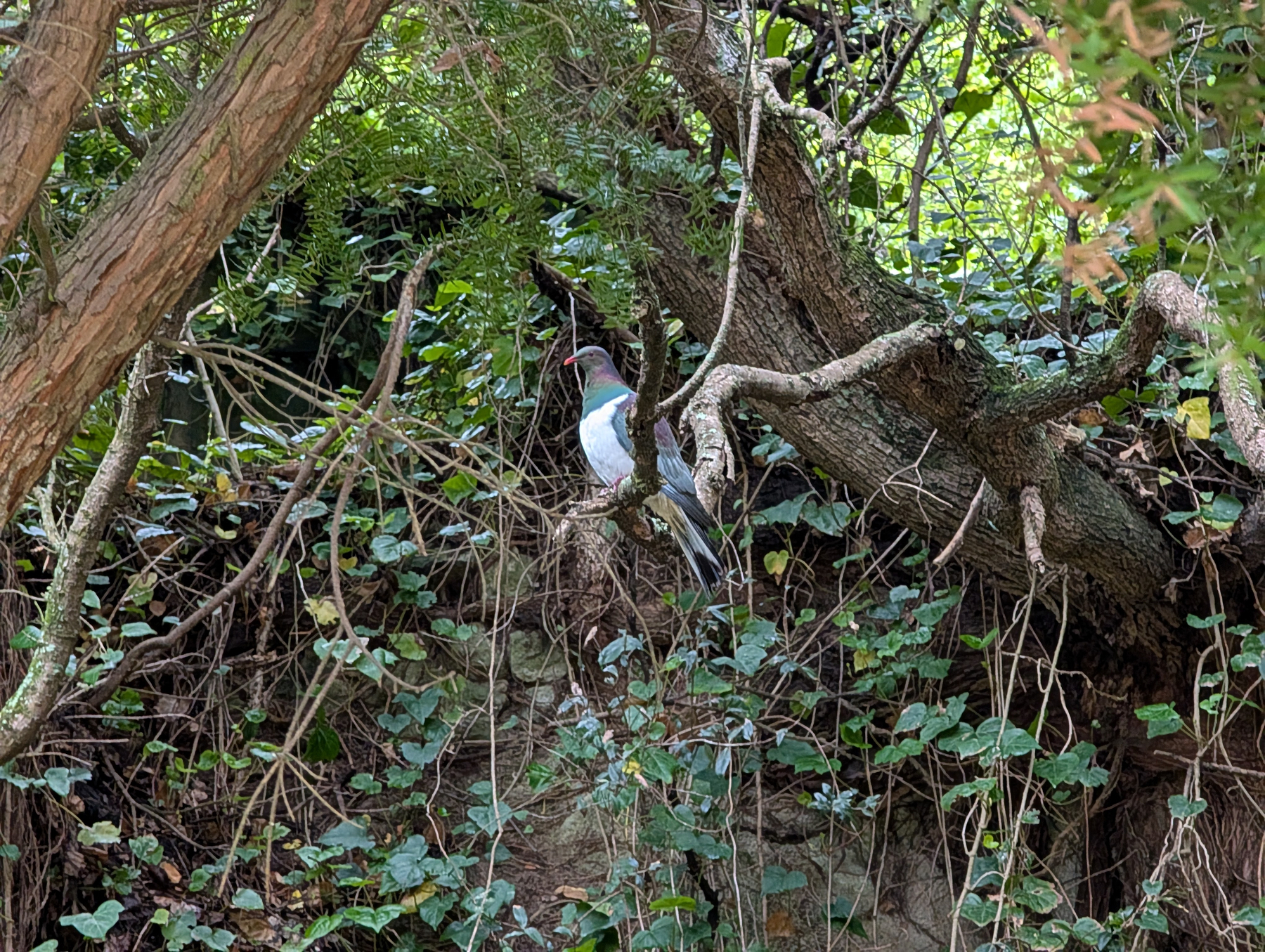 Auto-generated description: A kereru, a native New Zeland pigeon, is perched on a tree branch surrounded by dense green foliage and vines.