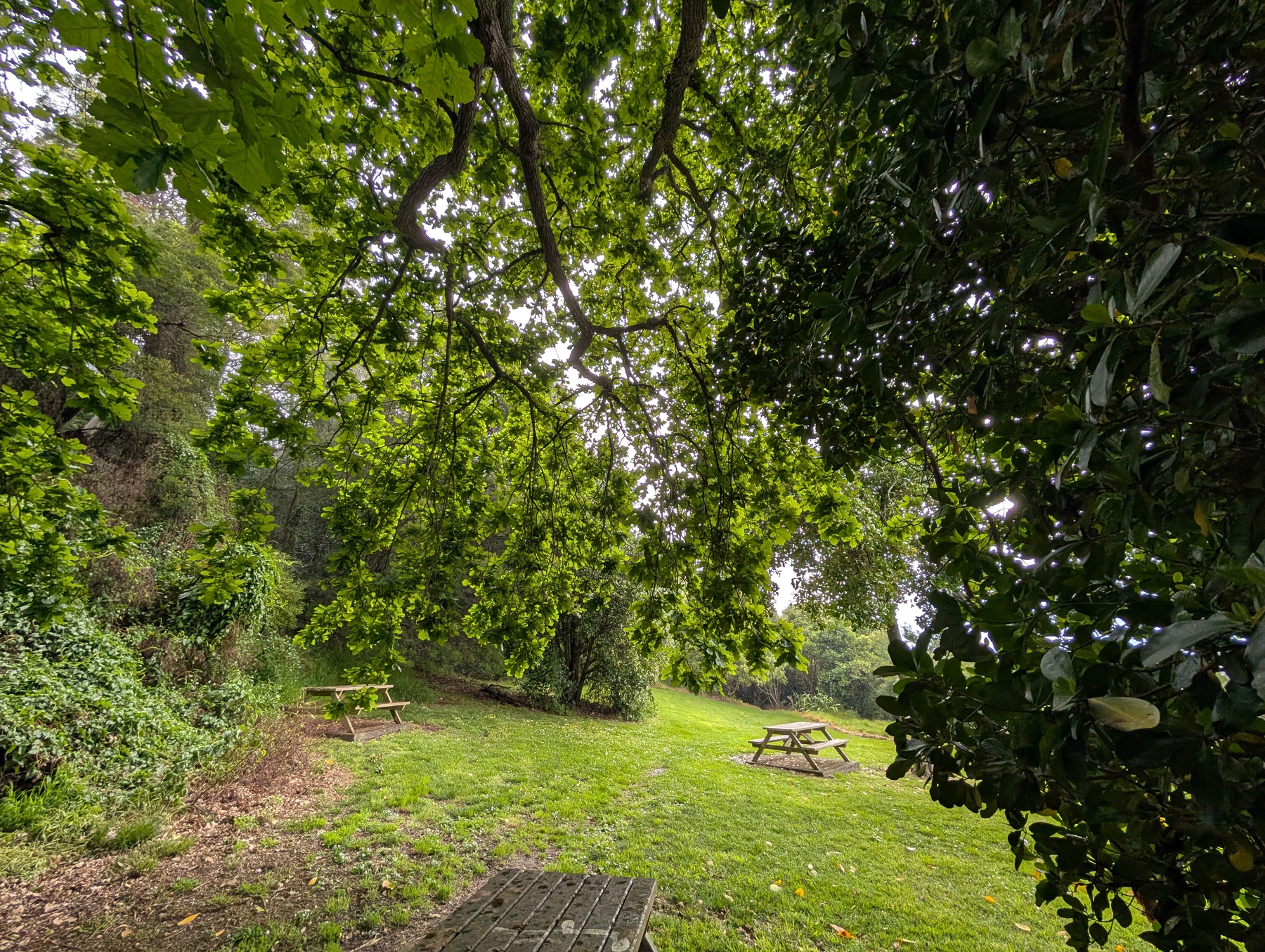 Auto-generated description: A peaceful outdoor setting features a grassy area with two picnic tables under the shade of large, leafy trees.