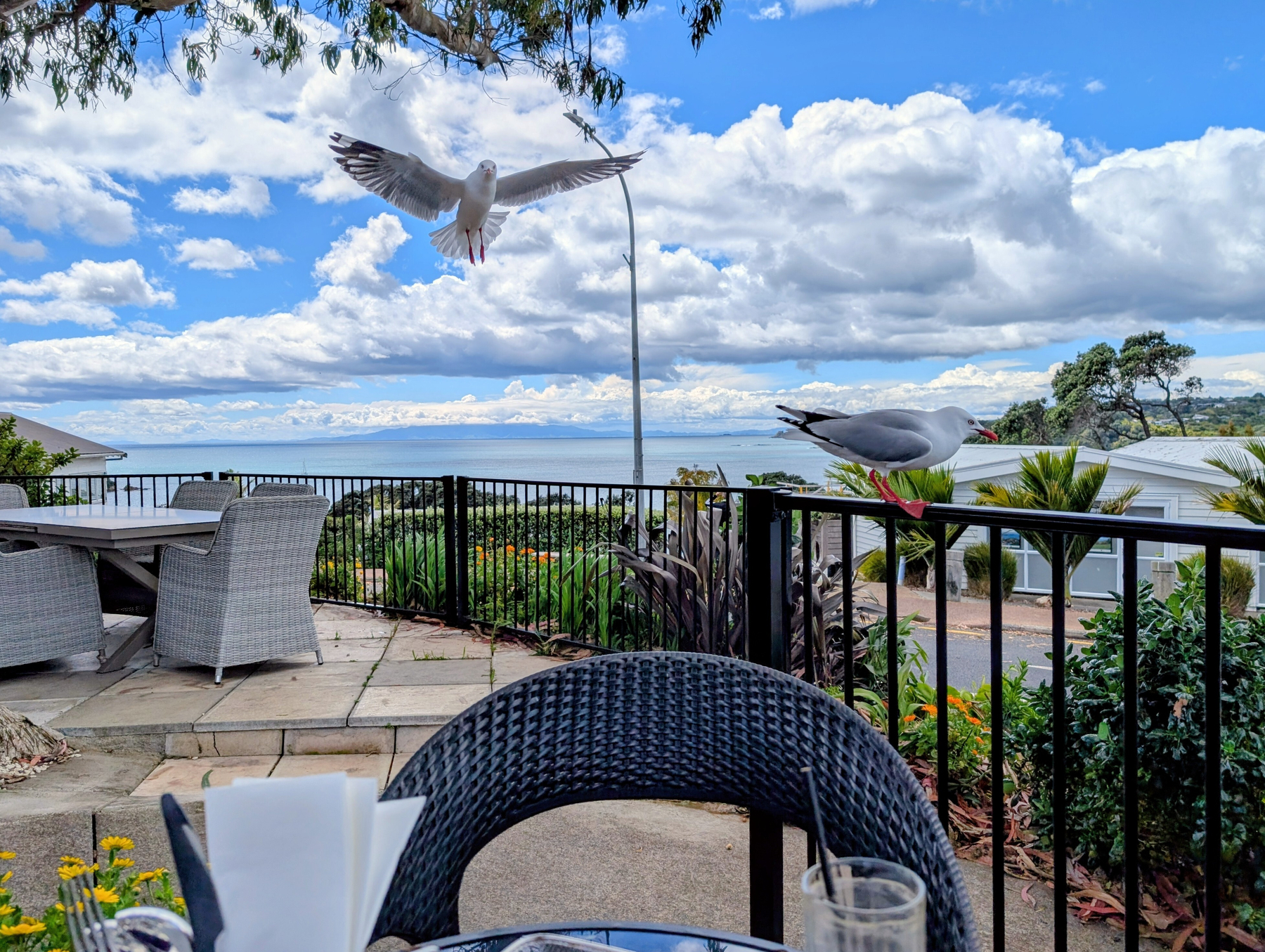 A coastal outdoor seating area features two seagulls, one perched on a railing and the other in mid-flight, against a backdrop of a cloudy blue sky and calm sea.
