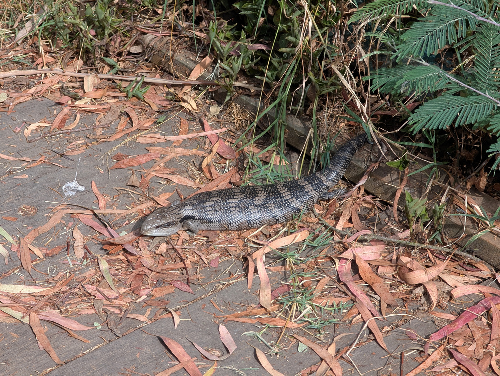 A lizard is crawling on a wooden surface surrounded by fallen leaves and greenery.