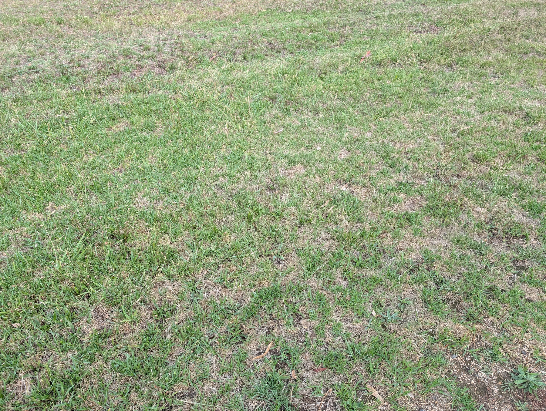 A grassy field with patches of brown and green grass.