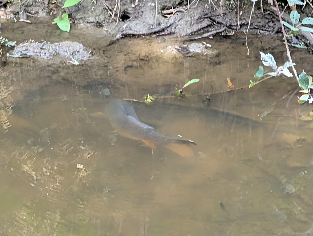 A fish swims in a shallow, muddy stream with green plants along the bank.