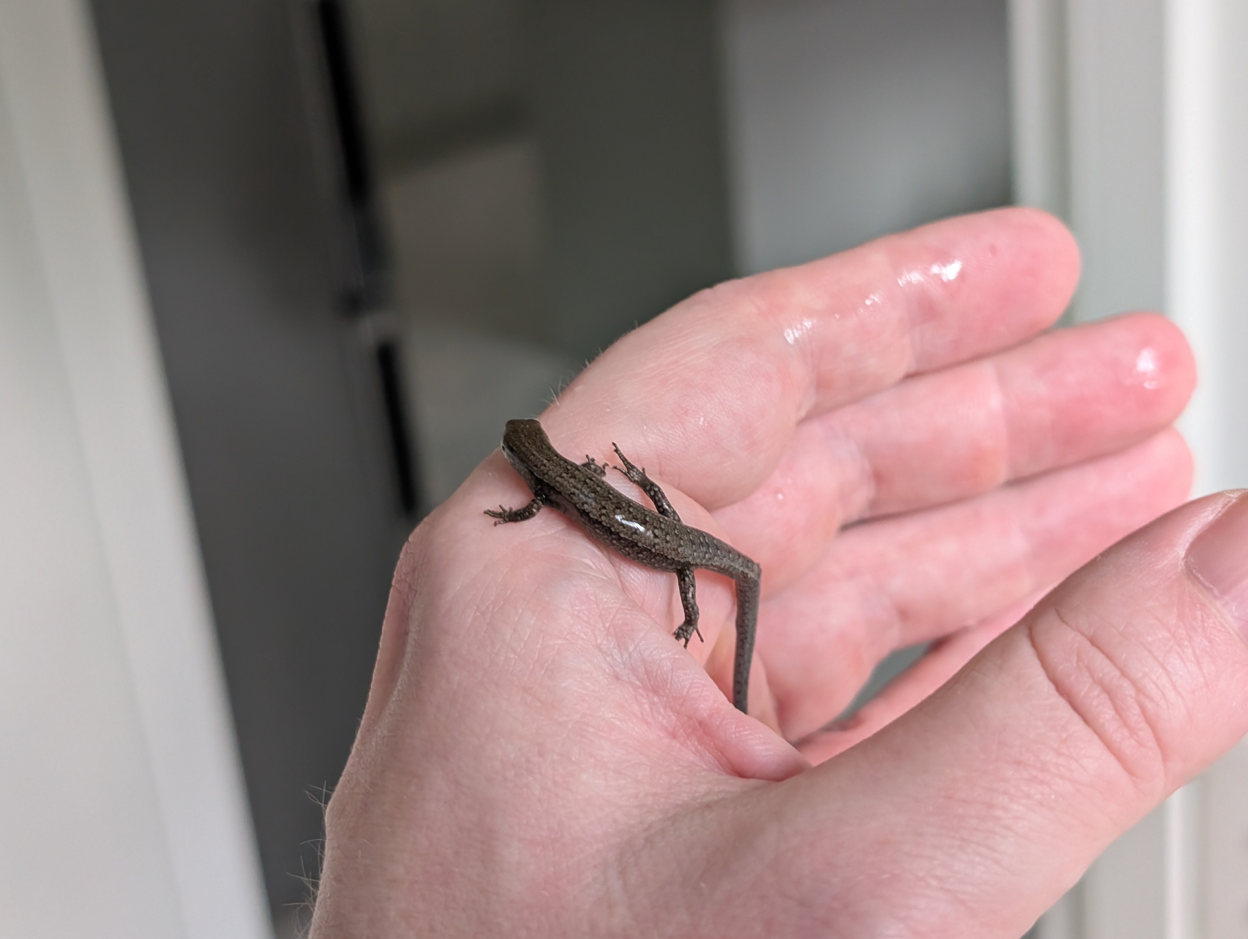 A small lizard with a dark stripe and a missing part of its tail is resting on a person's hand.