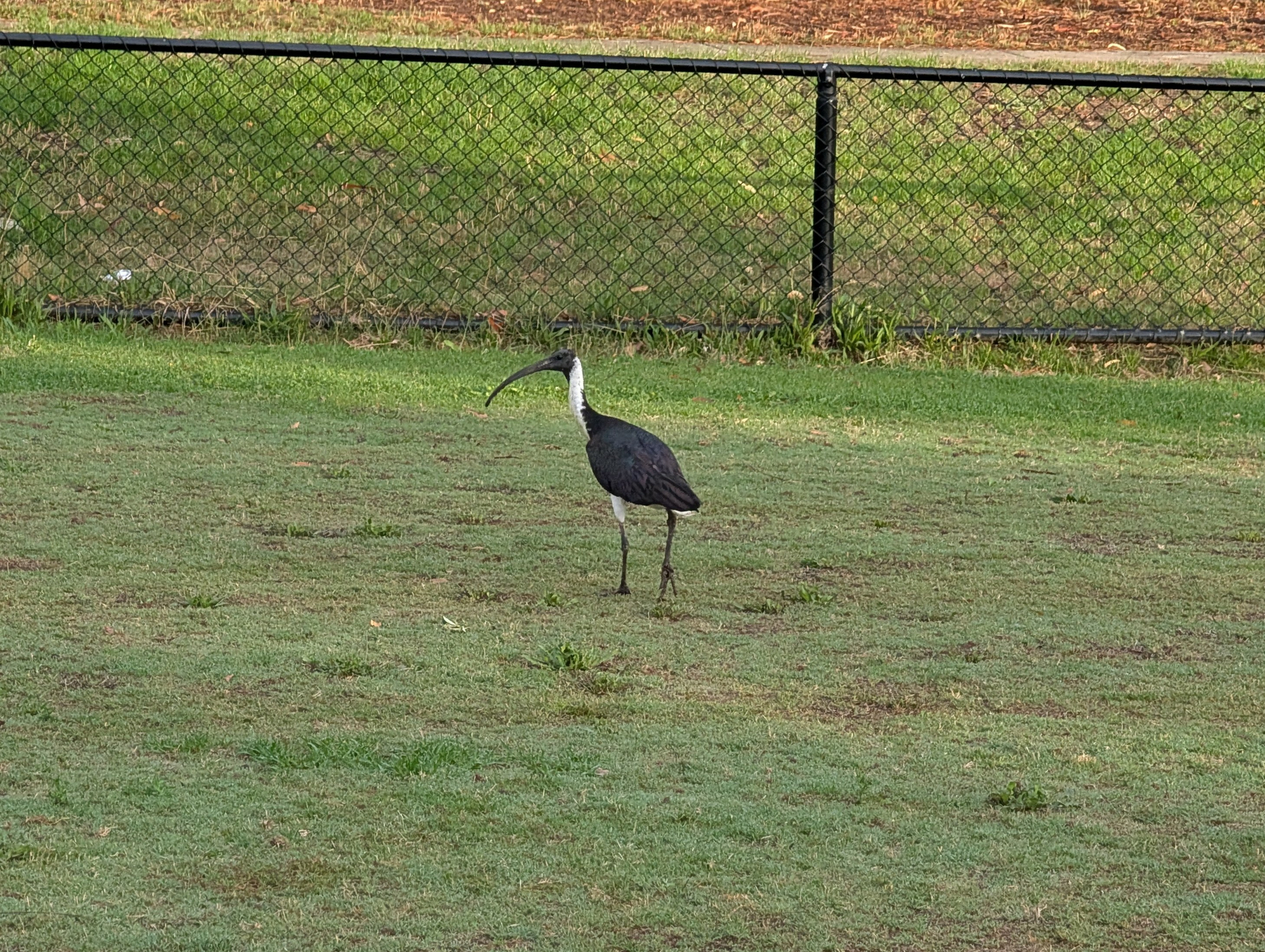 An ibis stands on a grassy field near a black chain-link fence.