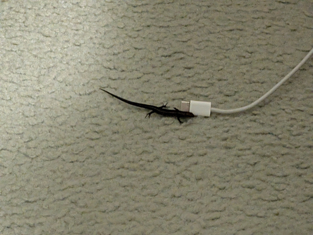 A black lizard is resting on a carpeted floor next to a white charging cable.