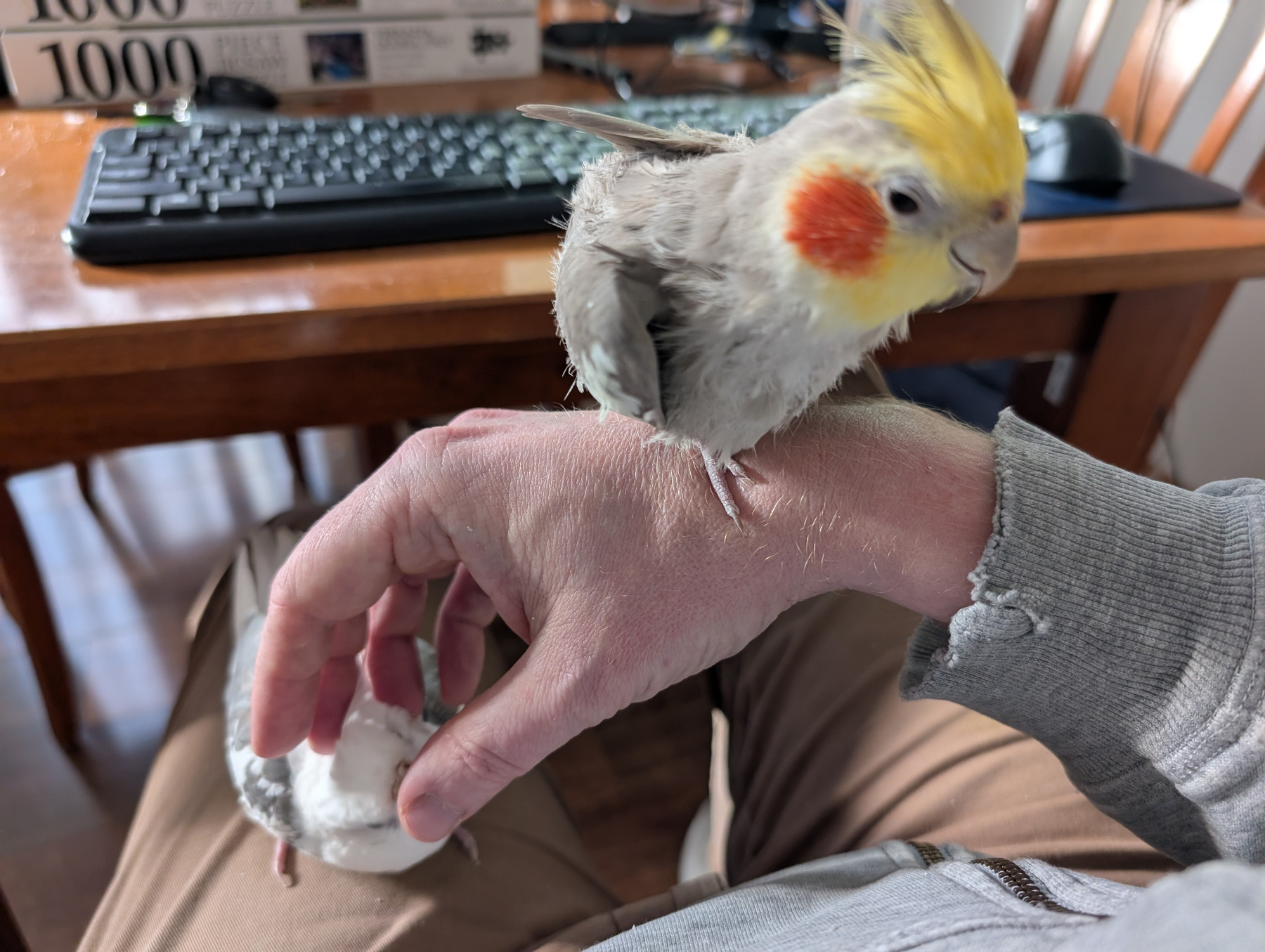A person sits at a table with one bird perched on their arm and another bird nestled in their hand.