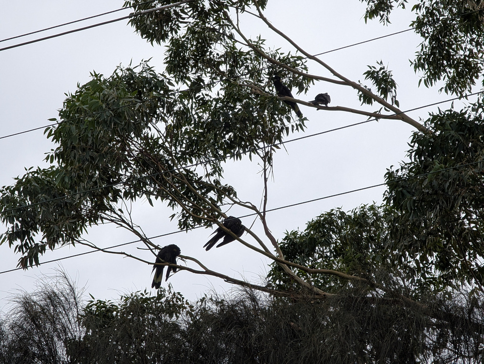Several birds are perched on tree branches against a cloudy sky, with power lines in the background.