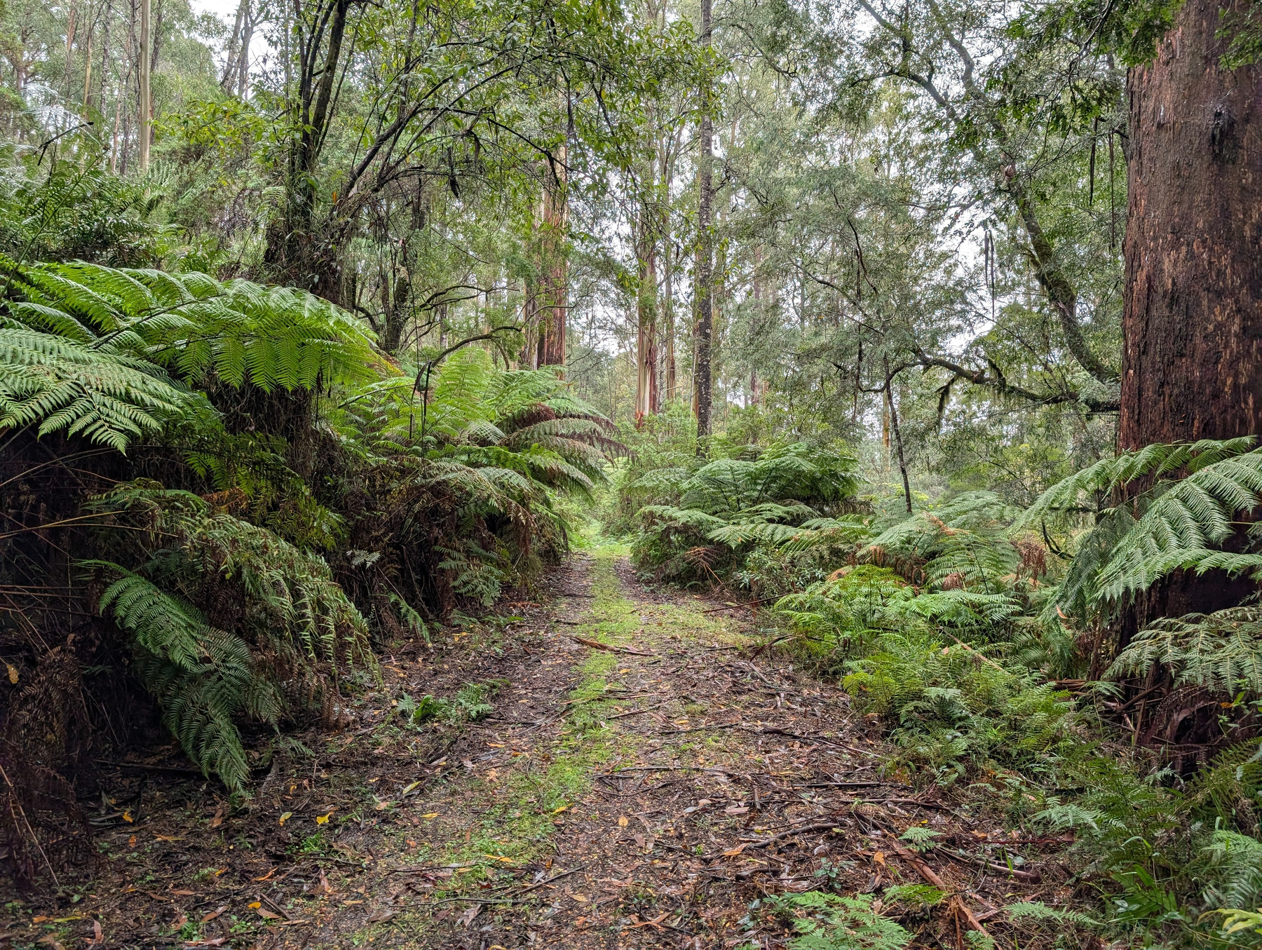 A forest path is surrounded by lush green ferns and tall trees.