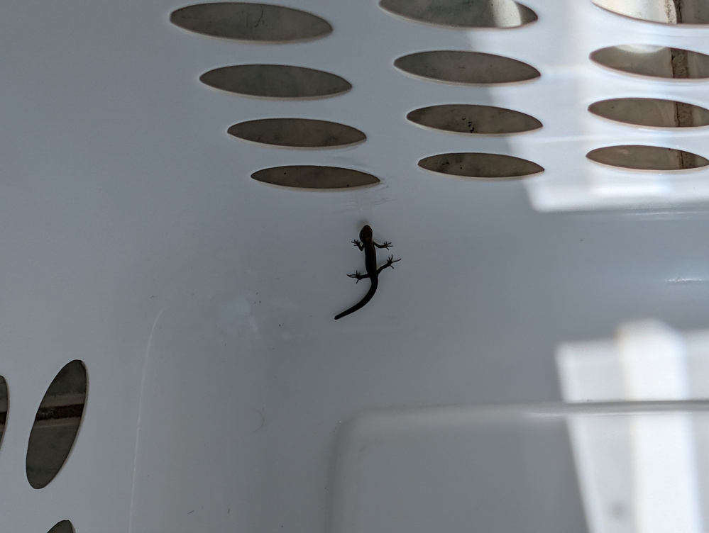 A small lizard is inside a white plastic basket with oval-shaped holes.