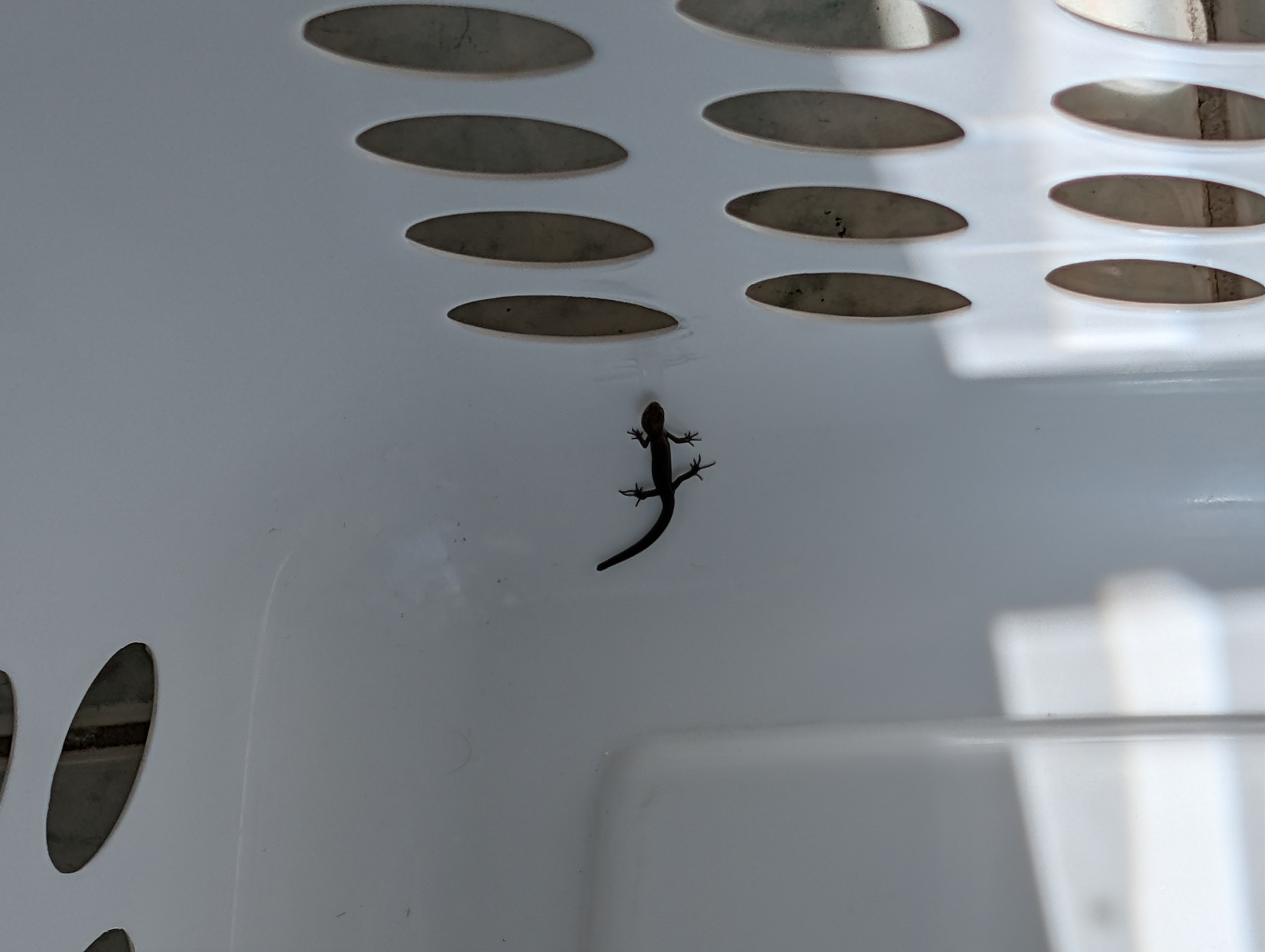 A small lizard is inside a white plastic basket with oval-shaped holes.