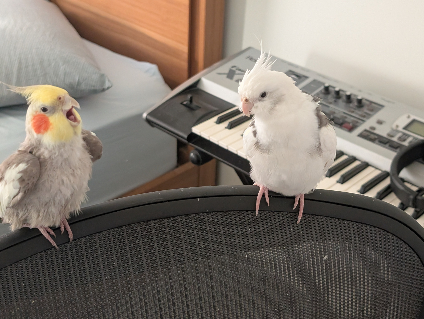 Auto-generated description: Two cockatiels are perched on the backrest of a black mesh chair in a room with a keyboard and a bed in the background.