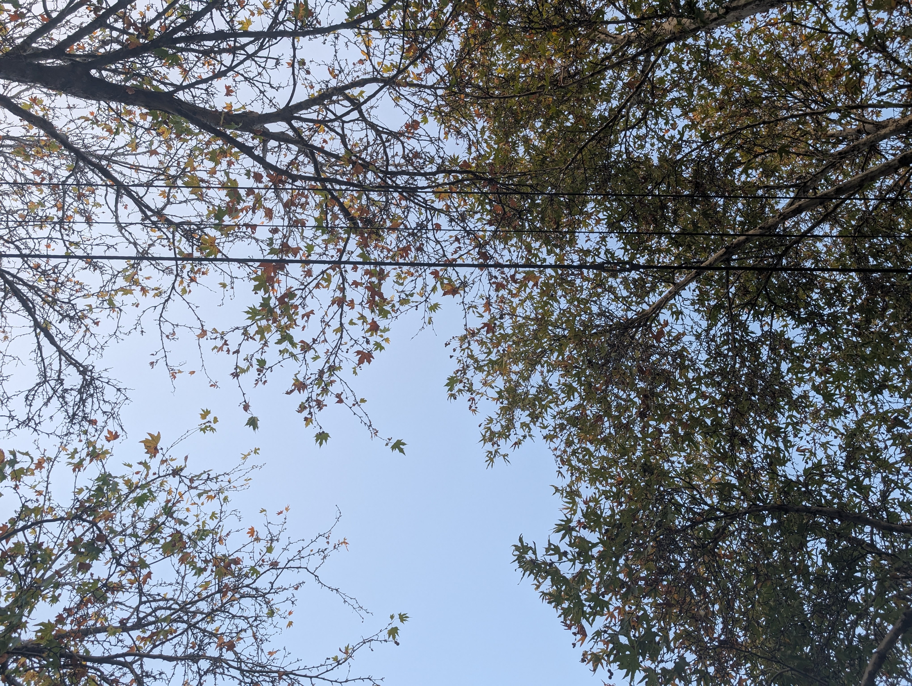 Branches with sparse leaves from trees frame a clear blue sky with power lines running horizontally across the middle.