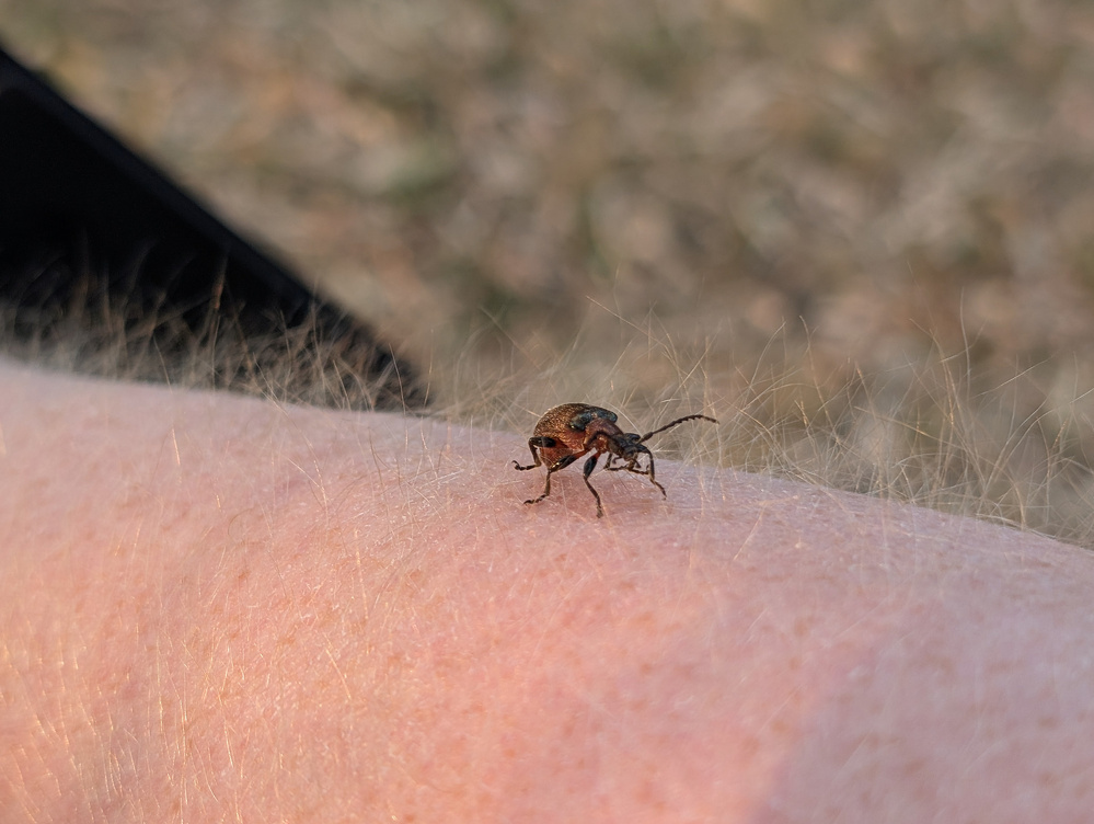 A small beetle is crawling on a person's hairy arm.