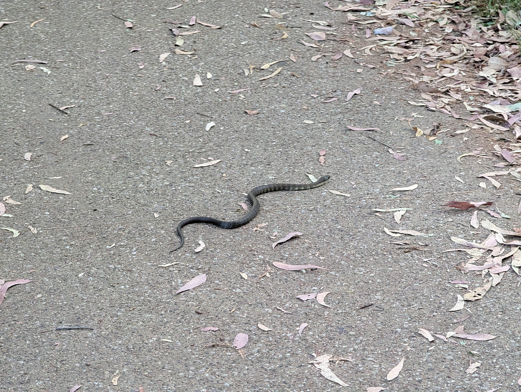 A snake is slithering across a leaf-covered path.