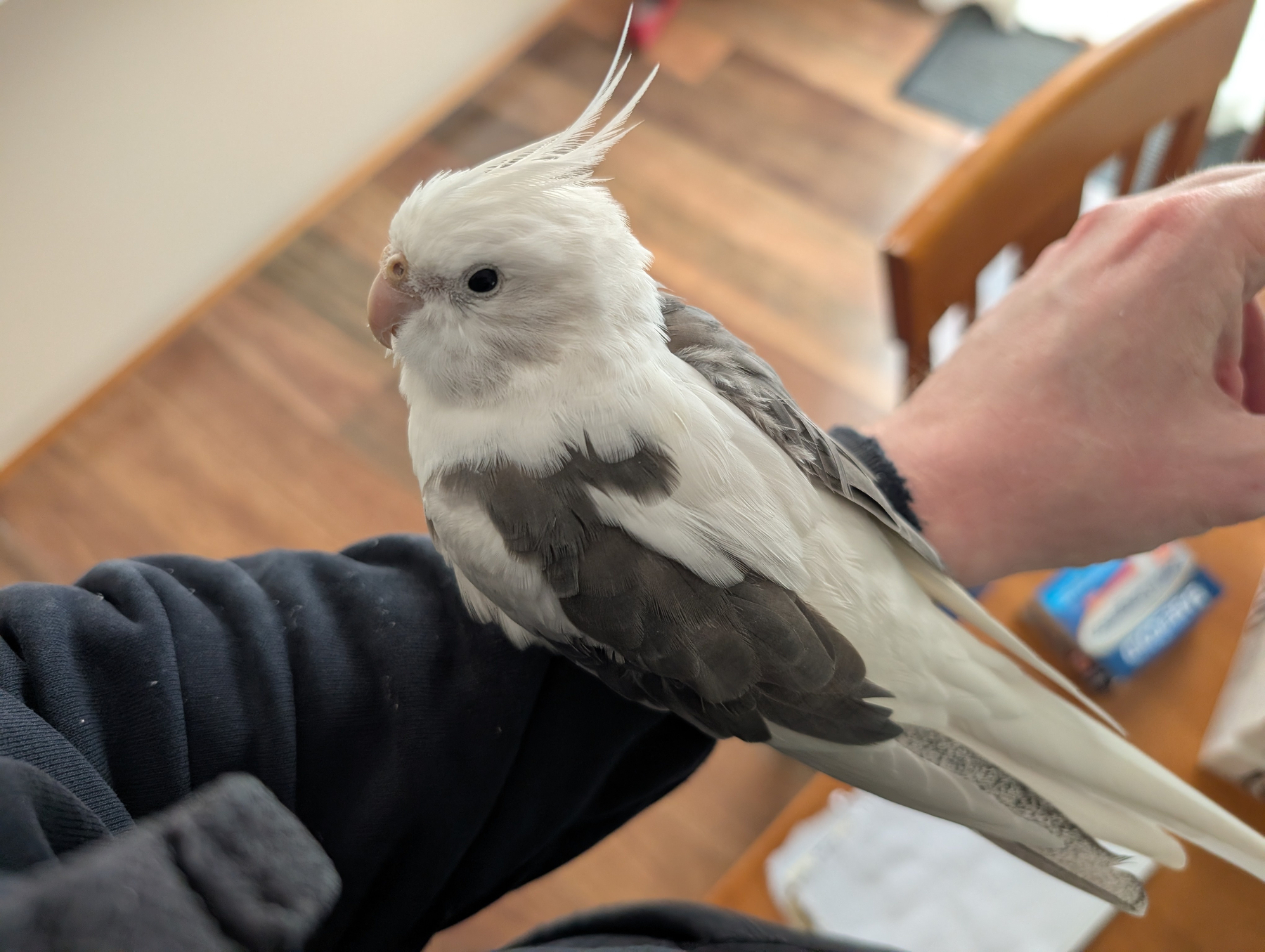 Auto-generated description: A white and gray cockatiel with a crest on its head is perched on someone's arm indoors.