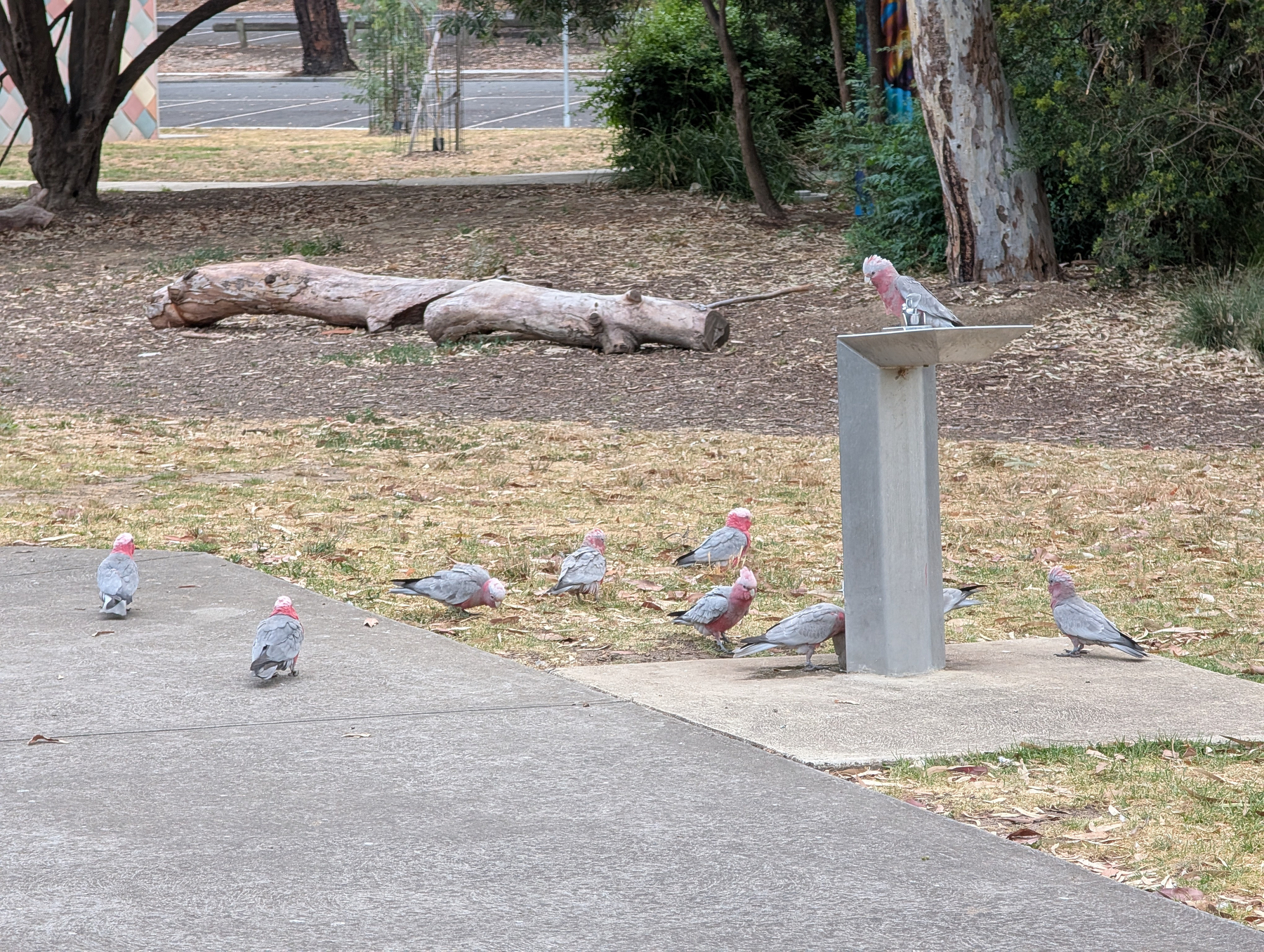 Auto-generated description: A group of pink and grey birds is gathered around a concrete water basin in a park-like setting.