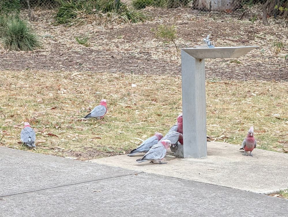 A group of pink and gray birds is gathered around a concrete birdbath on a patch of grass.