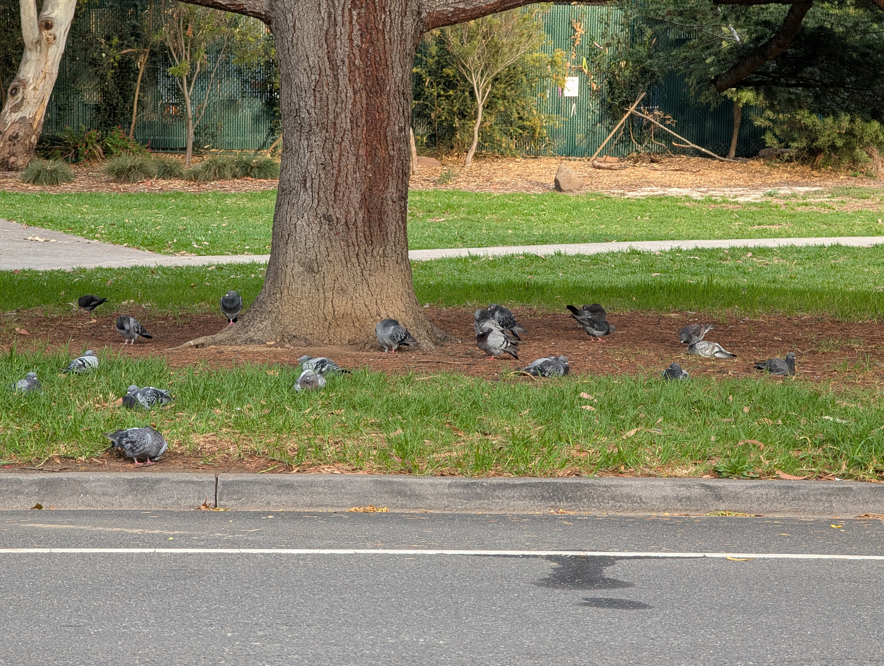 A group of pigeons is foraging on the grass beneath a large tree near a road.