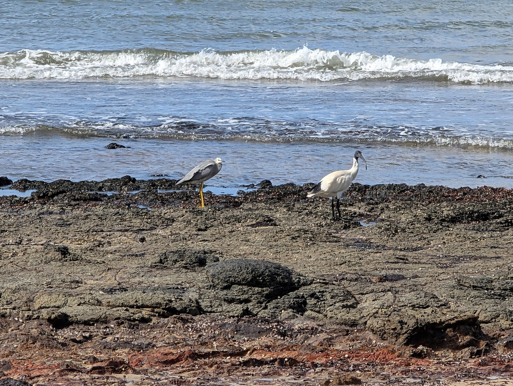 Two birds are standing on a rocky shore near the ocean waves.