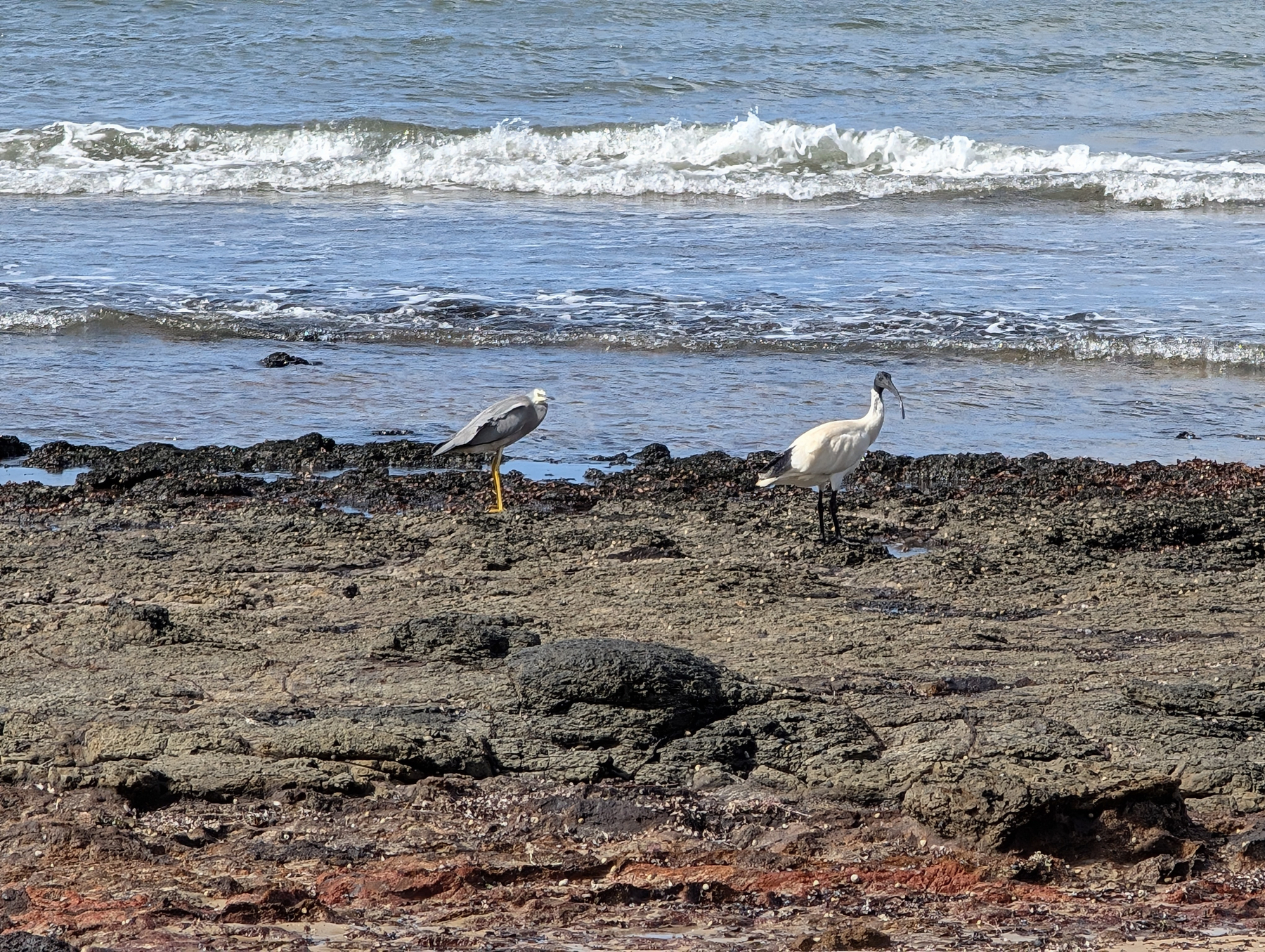 Two birds are standing on a rocky shore near the ocean waves.