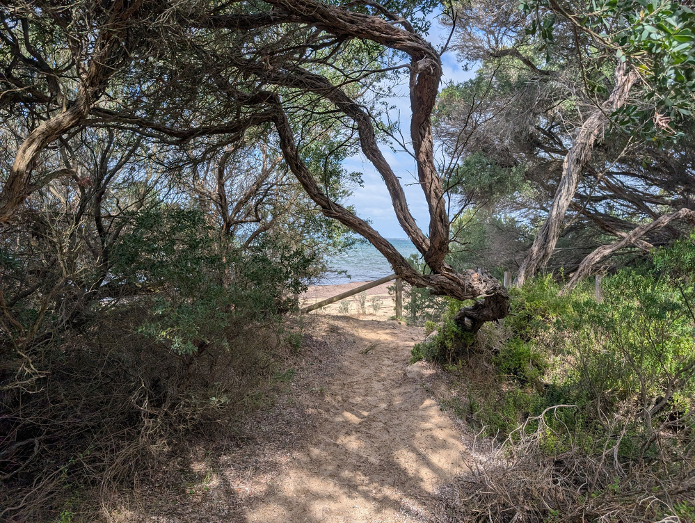 A sandy path surrounded by lush greenery leads to a view of the ocean.